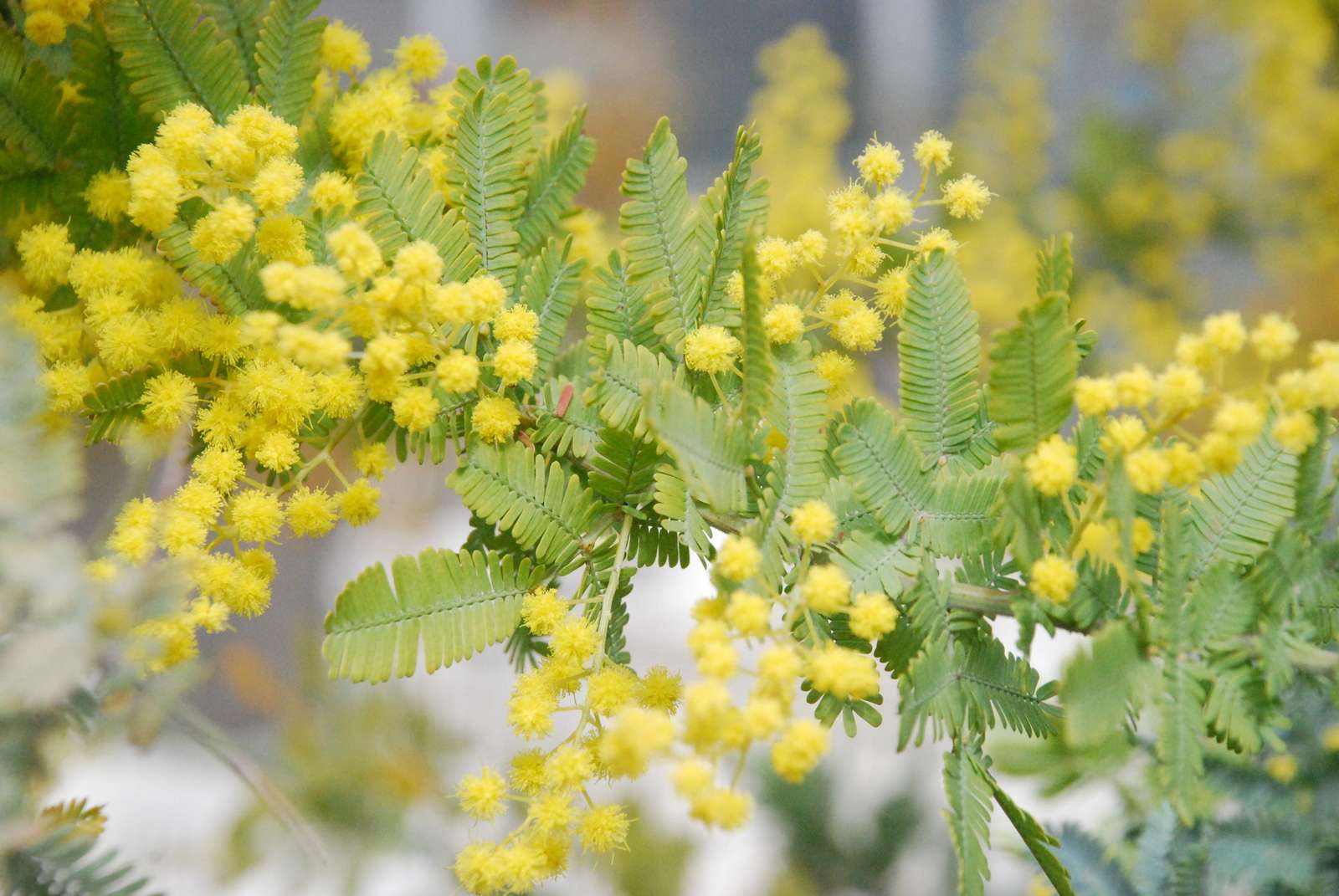 銀葉アカシア (アカシア・バイレヤナ) – 育つ様子や育成例の紹介 – ミモザ