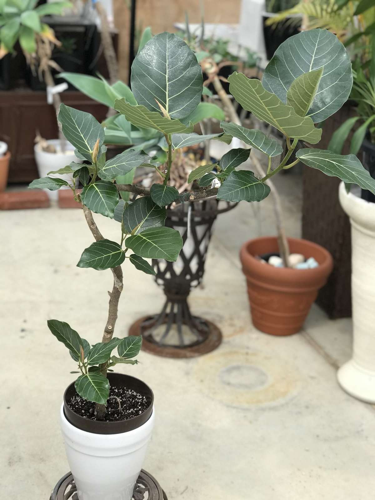 フィカス・グランディス（ゴムの木） – 観葉植物の紹介