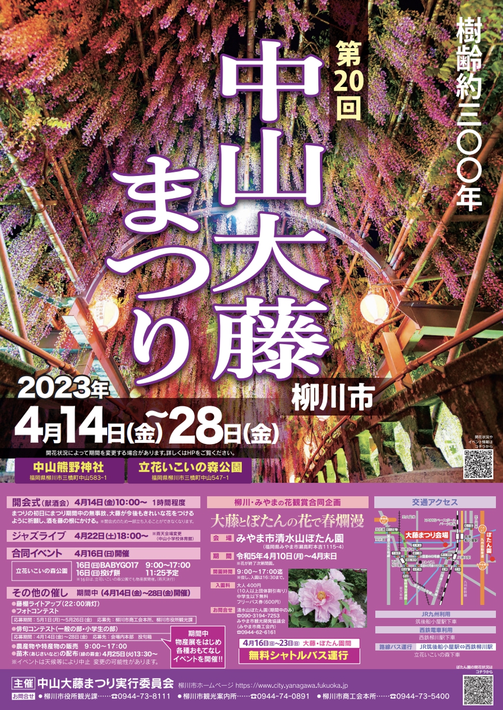 中山大藤が見頃！樹齢約300年の藤のカーテン ライトアップで幻想的に