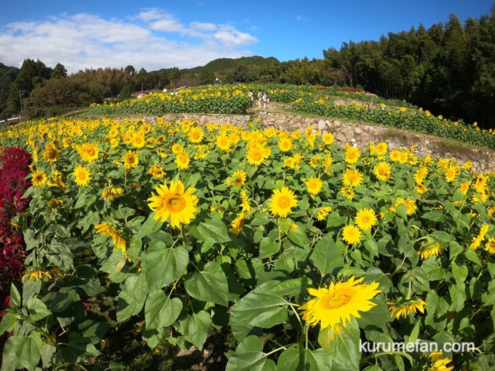 山田ひまわり園 2023年11月開園 秋のひまわり 約10万本【みやき町