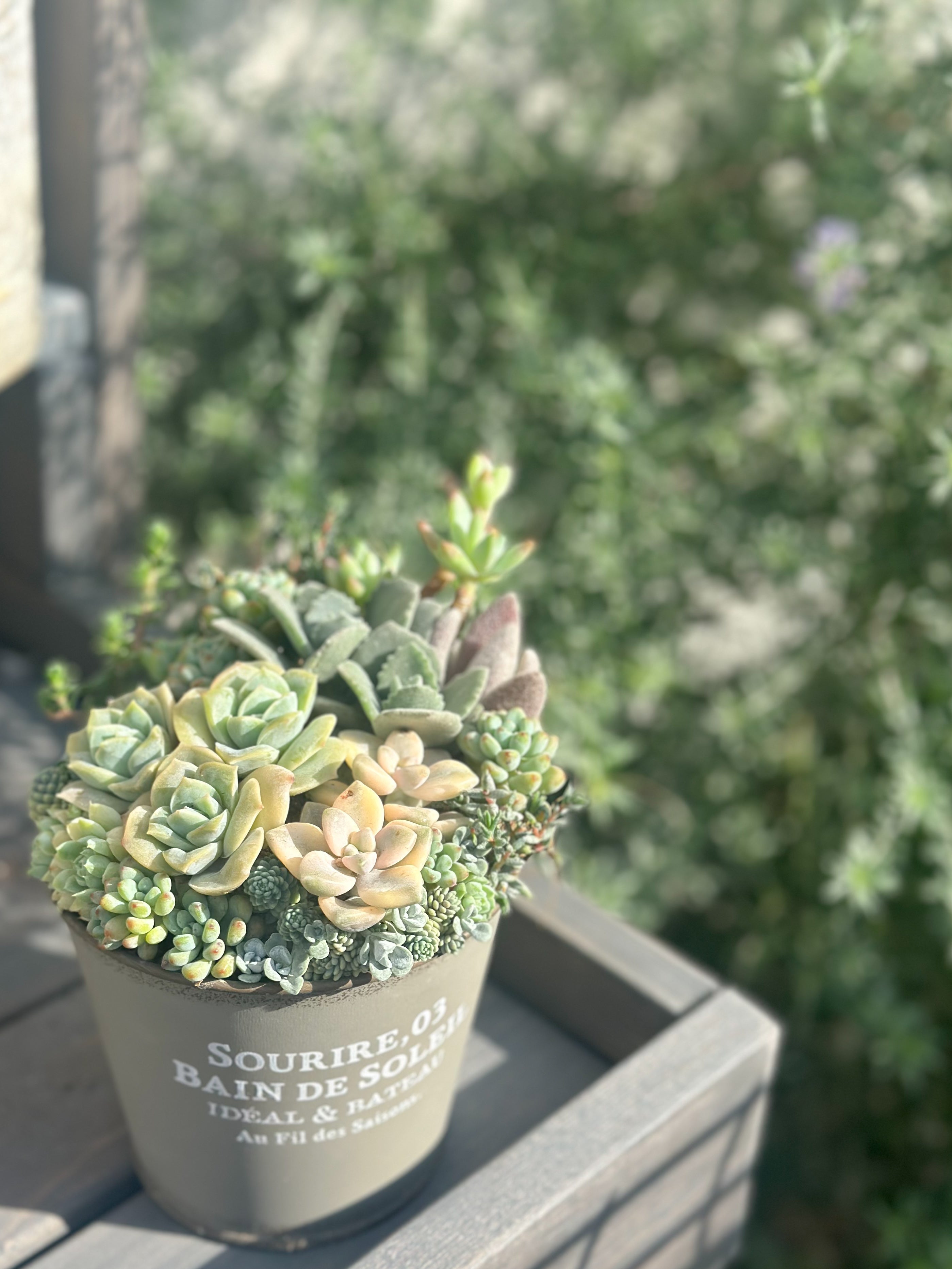 多肉植物寄せ植え （ホワイトグリーン寄せ） – Kurumi Succulents