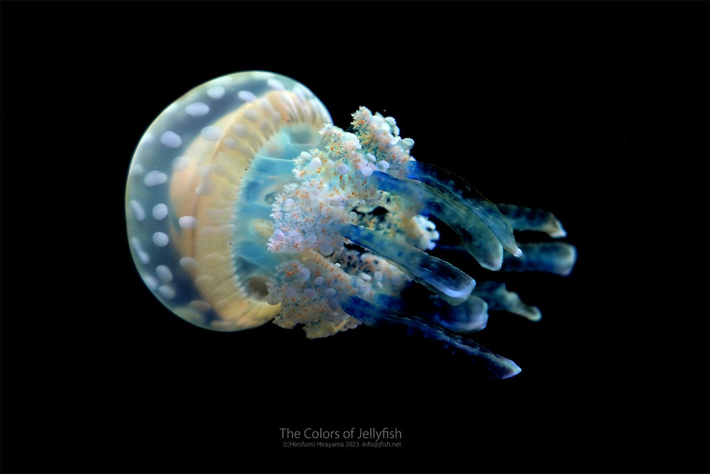 ぷっくり水玉模様 …タコクラゲ | くらげのふしぎな世界