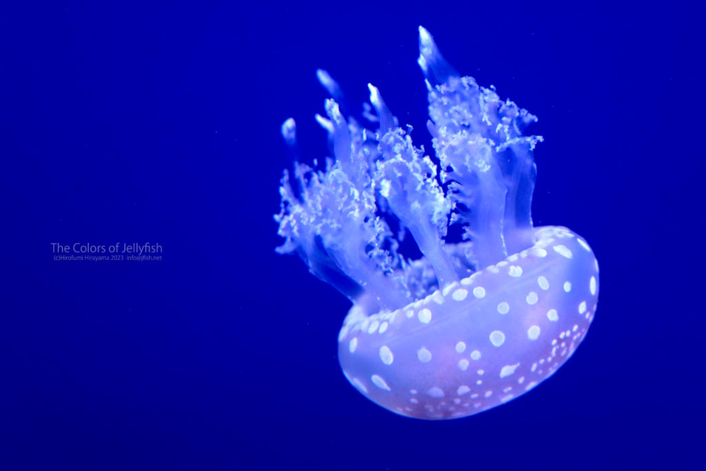Spotted Jelly…たこくらげ | くらげのふしぎな世界