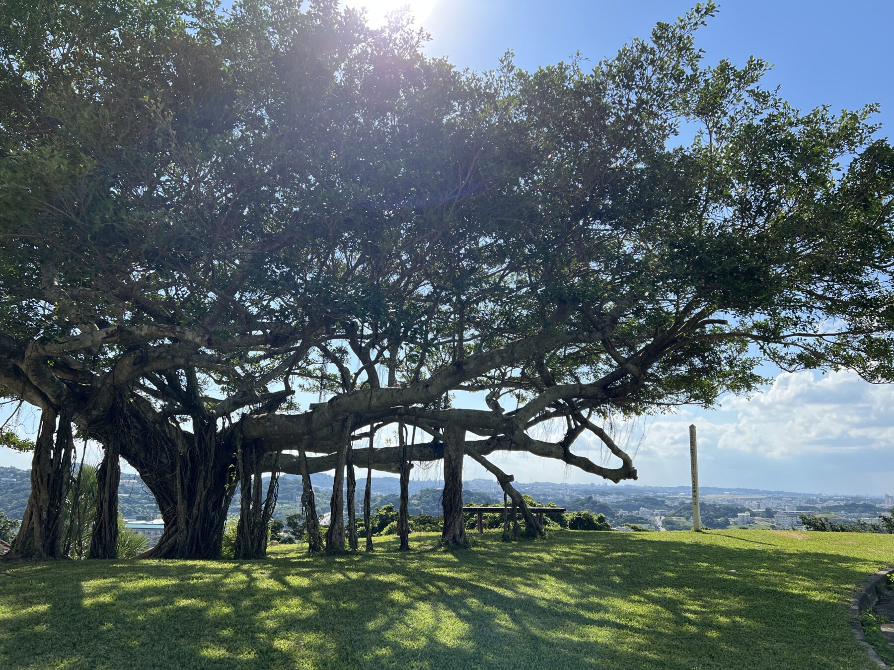 沖縄・発酵リゾート】ガジュマルの木の下で“整う旅”を。ホテル直結の