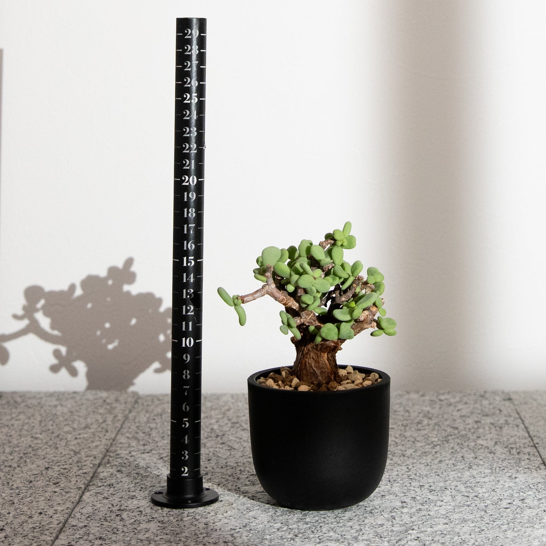 ケラリア・ピグマエア｜(CE-PYG-2508-001-ES) – KUSABI