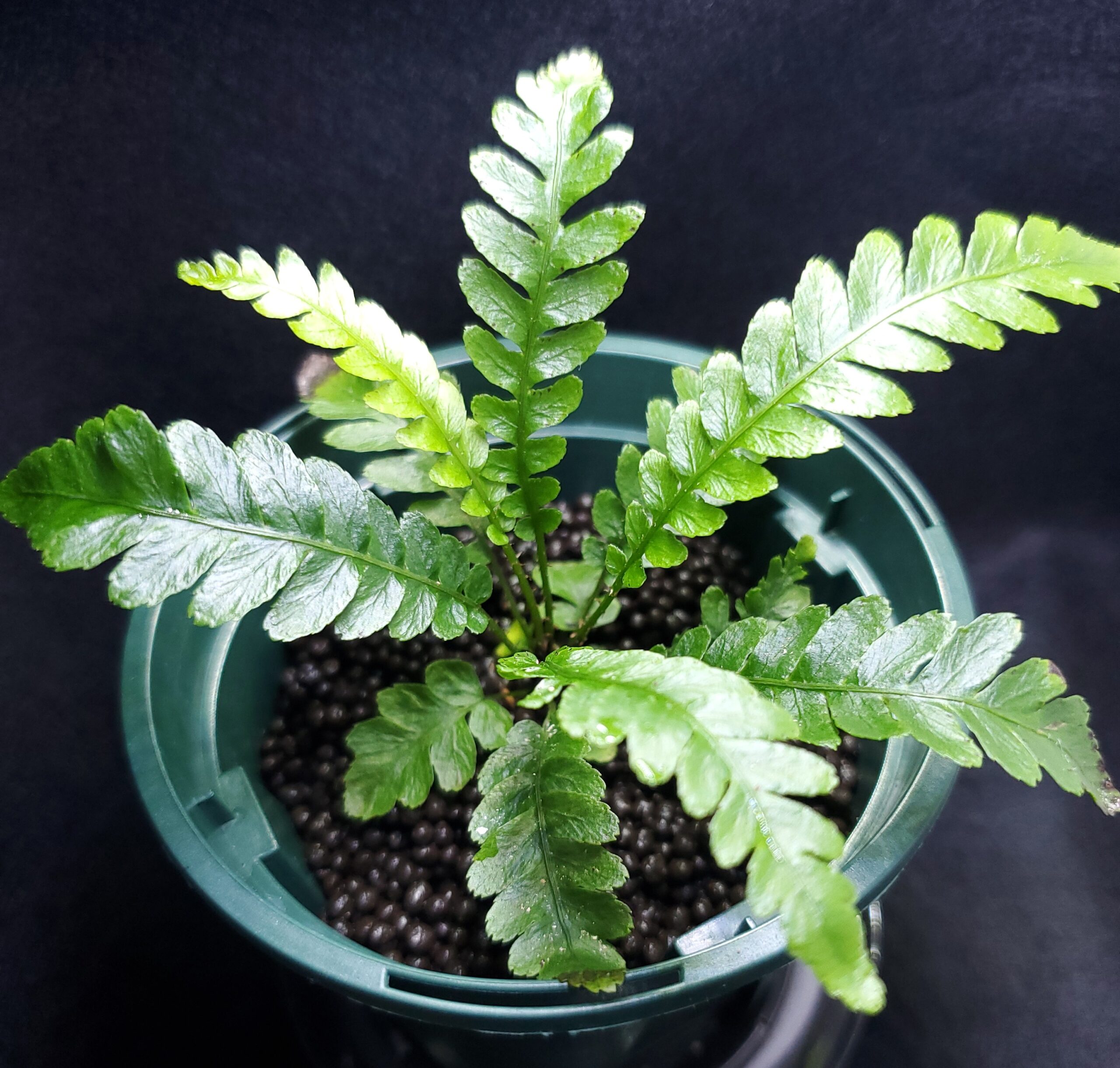 Blechnum obtusatum var. obtusatum（オブオブ）の育て方【ブレクナム
