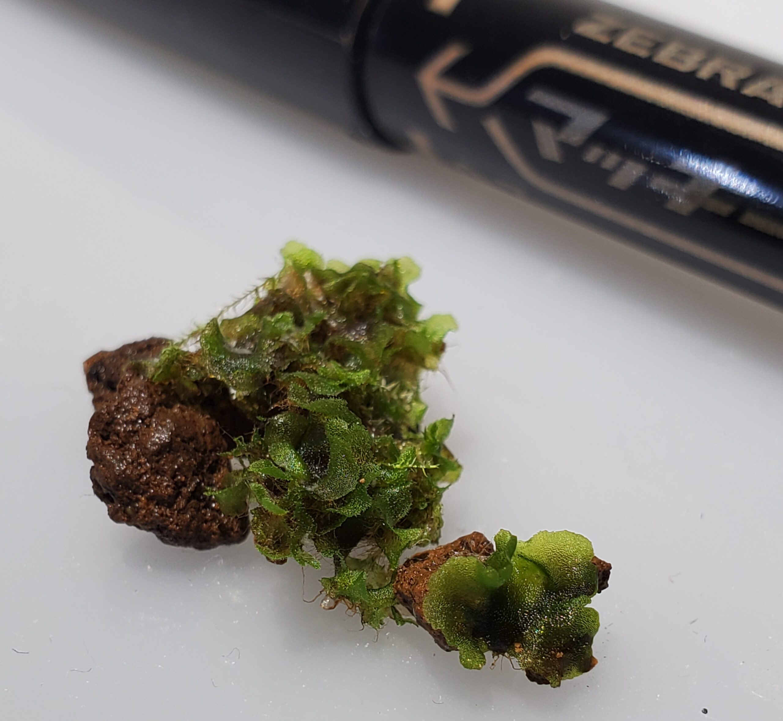 シダなのにコケに見える前葉体（配偶体）