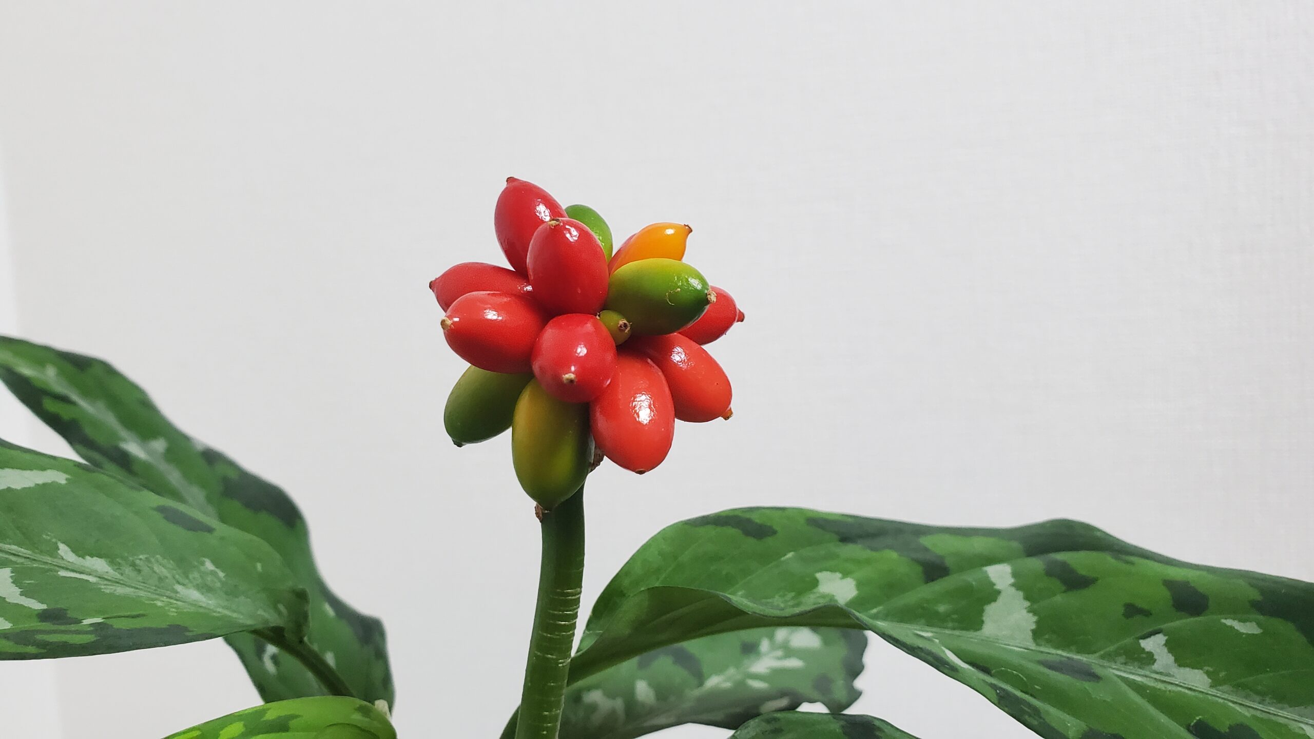 アグラオネマの交配株、実生株【表記管理】