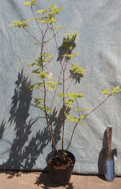 オオモミジ株立ち＜苗木・植木・雑木の生産販売（通信販売・通販）