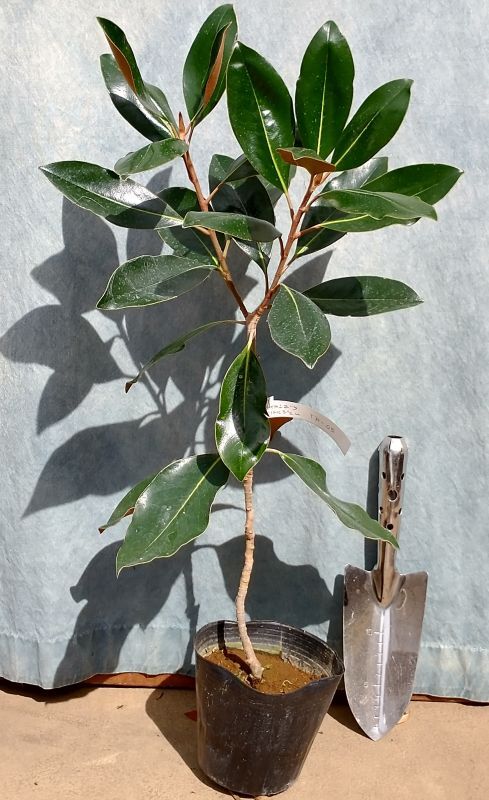 タイサンボク リトルジェム＜苗木・植木・雑木の生産販売（通信販売