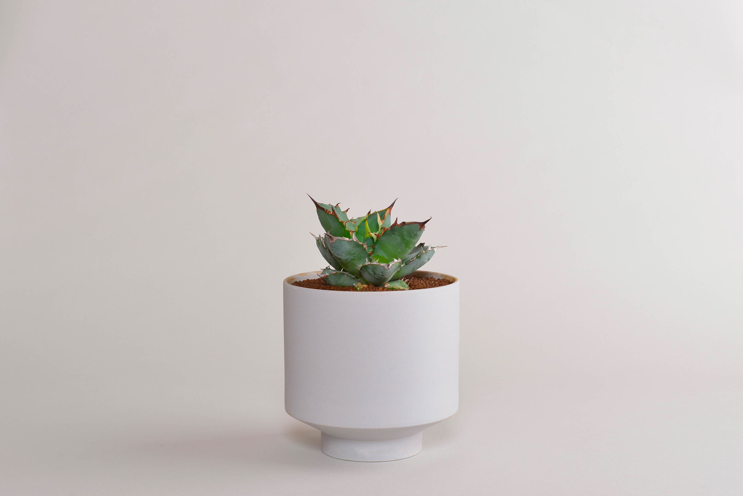 アガベ チタノタ｜FO-076 – 草物語｜公式ウェブサイト