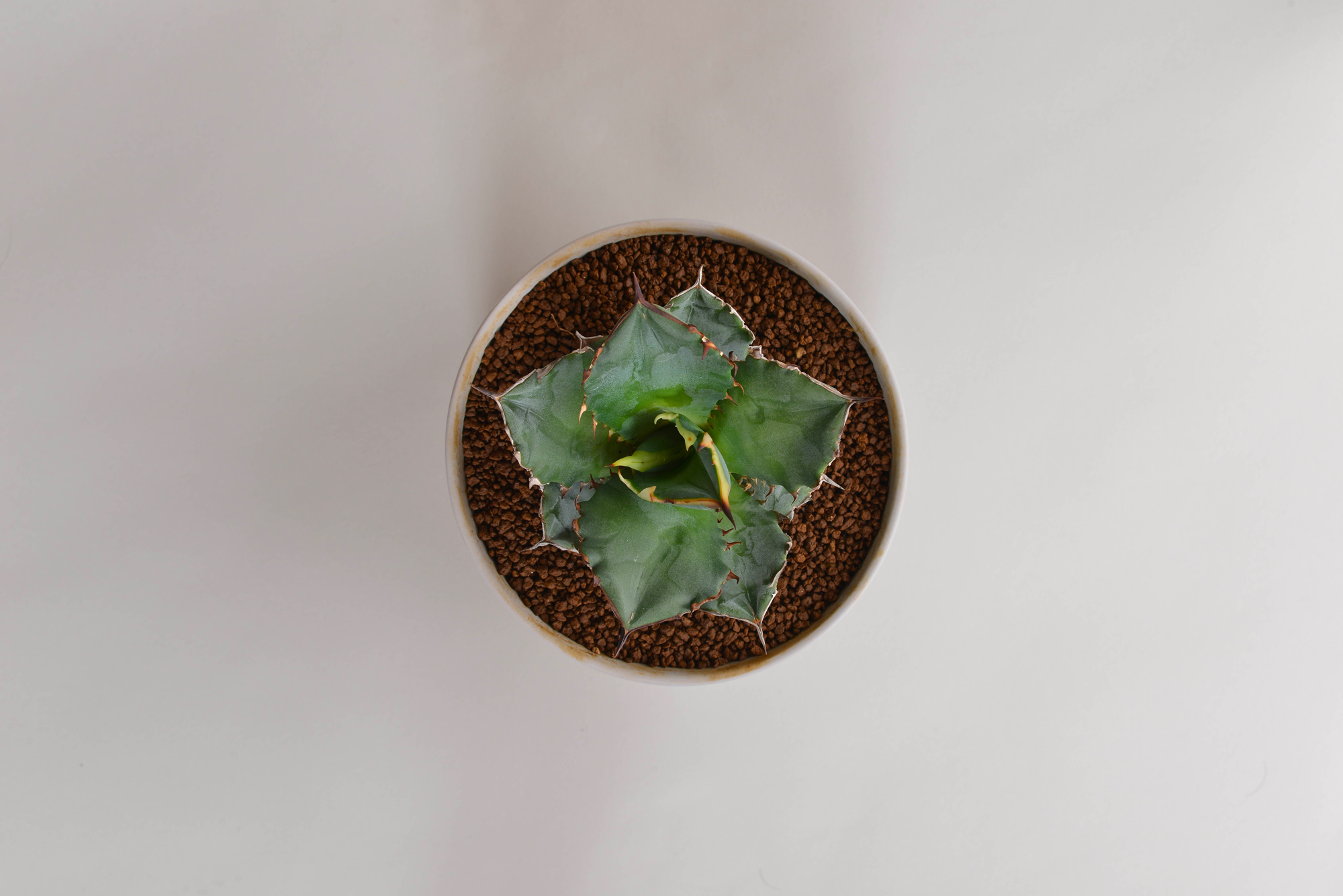 アガベ チタノタ｜FO-076 – 草物語｜公式ウェブサイト