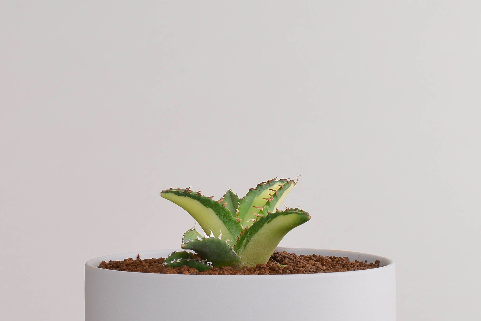 アガベチタノタ｜白鯨（黄中斑） – 草物語｜公式ウェブサイト