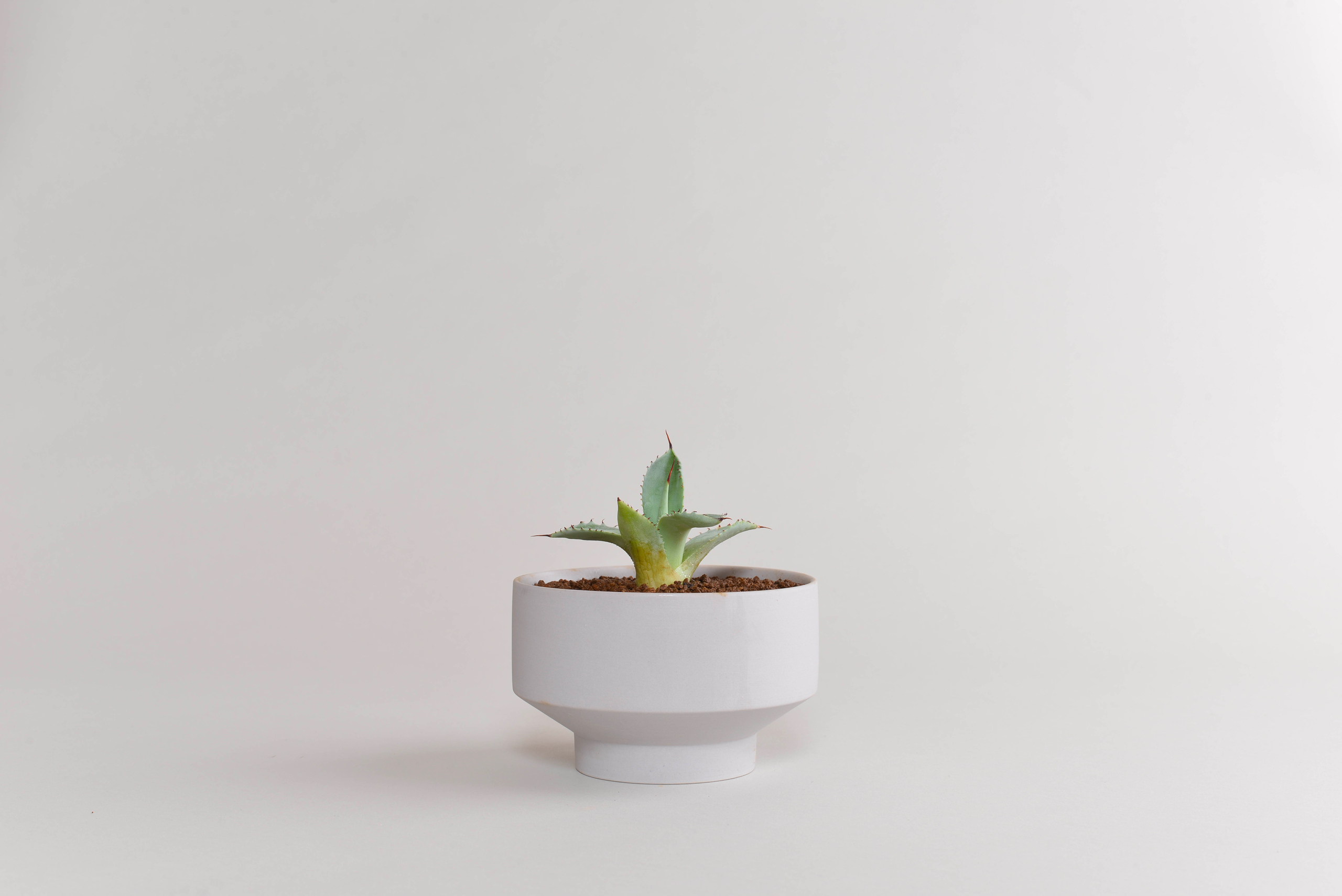 アガベ｜パリー トランカータ – 草物語｜公式ウェブサイト