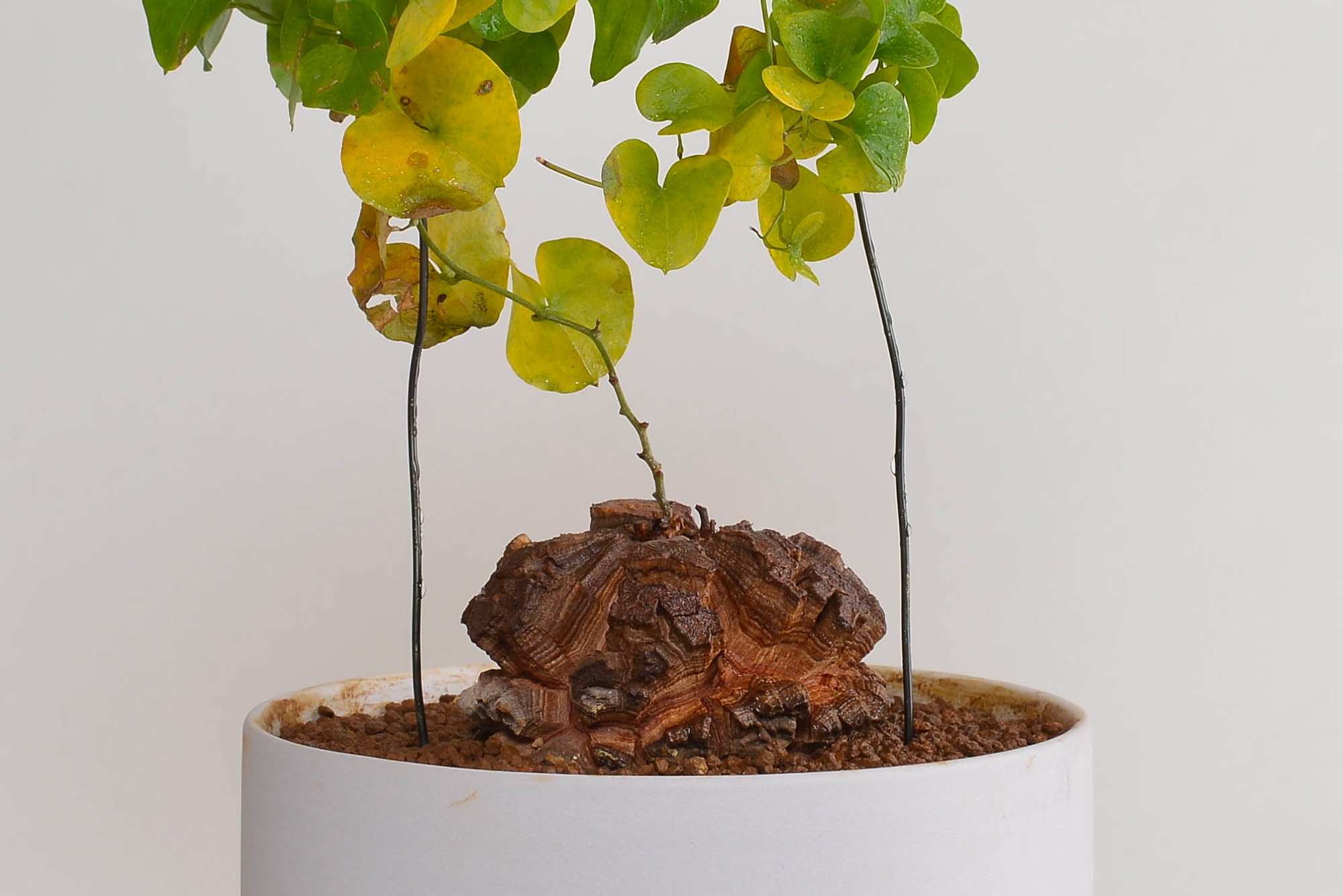 ディオスコレア・エレファンティペス（亀甲竜） – 草物語｜公式ウェブ