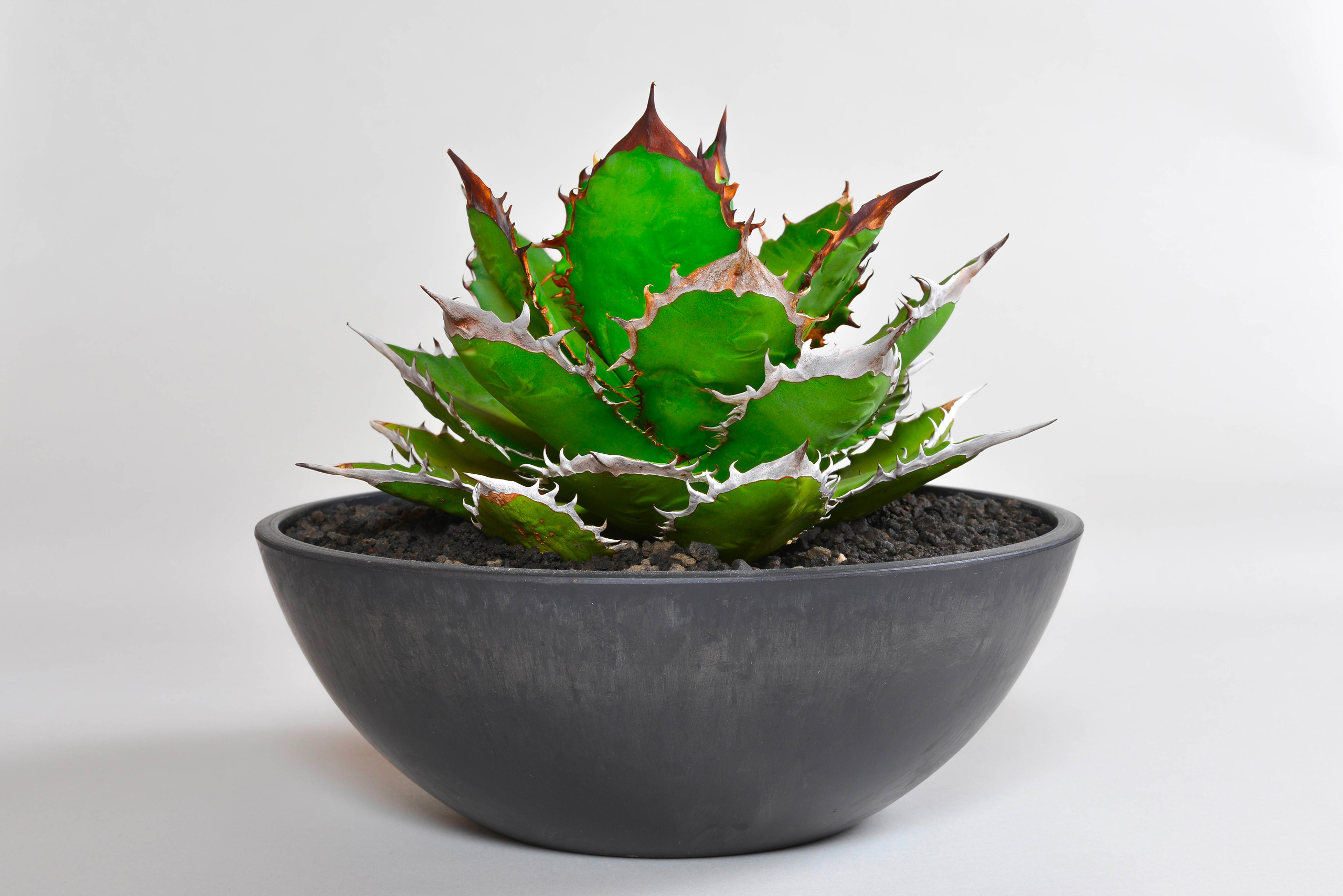 アガベ チタノタ｜黒炎（ブラックファイヤー）強棘 – 草物語｜公式