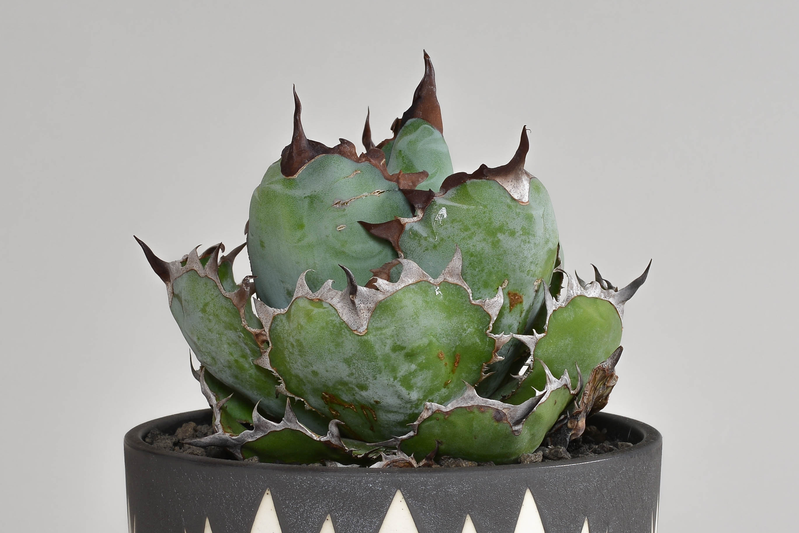 アガベ チタノタ｜ブラック アンド ブルー（チェーン草マン） – 草物語