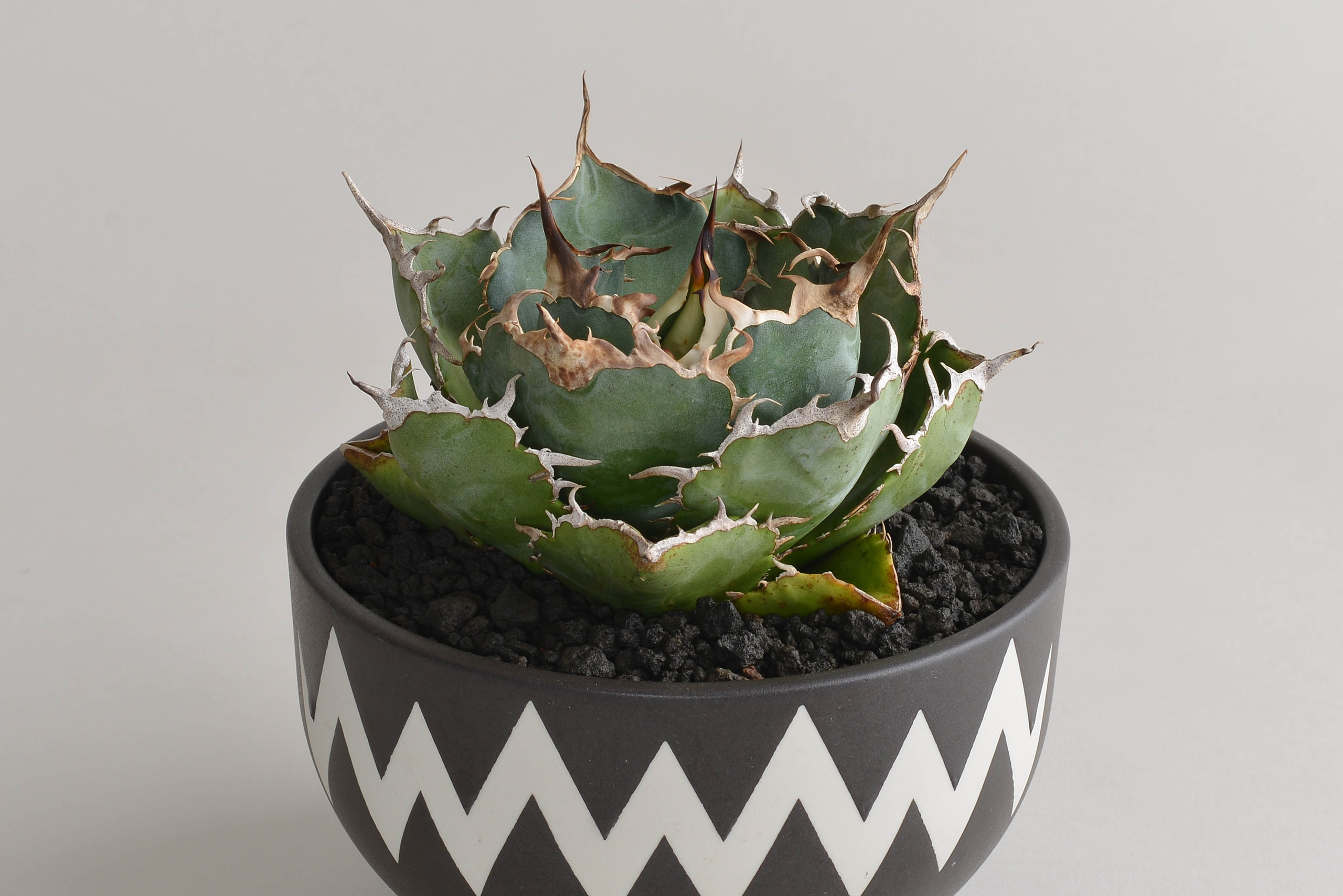 アガベチタノタ｜白鯨（短葉・ボールタイプ） – 草物語｜公式ウェブサイト