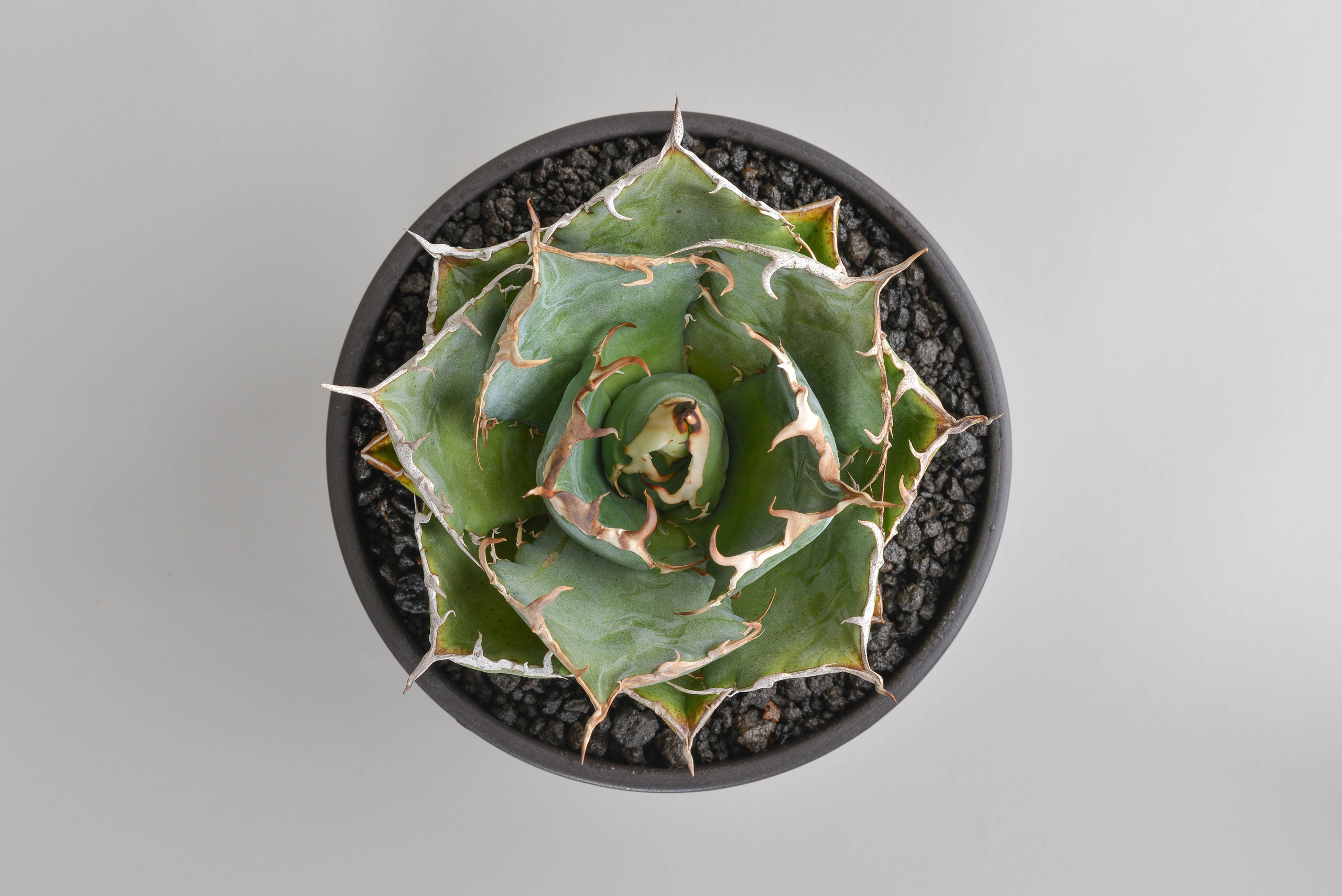 アガベチタノタ｜白鯨（短葉・ボールタイプ） – 草物語｜公式ウェブサイト