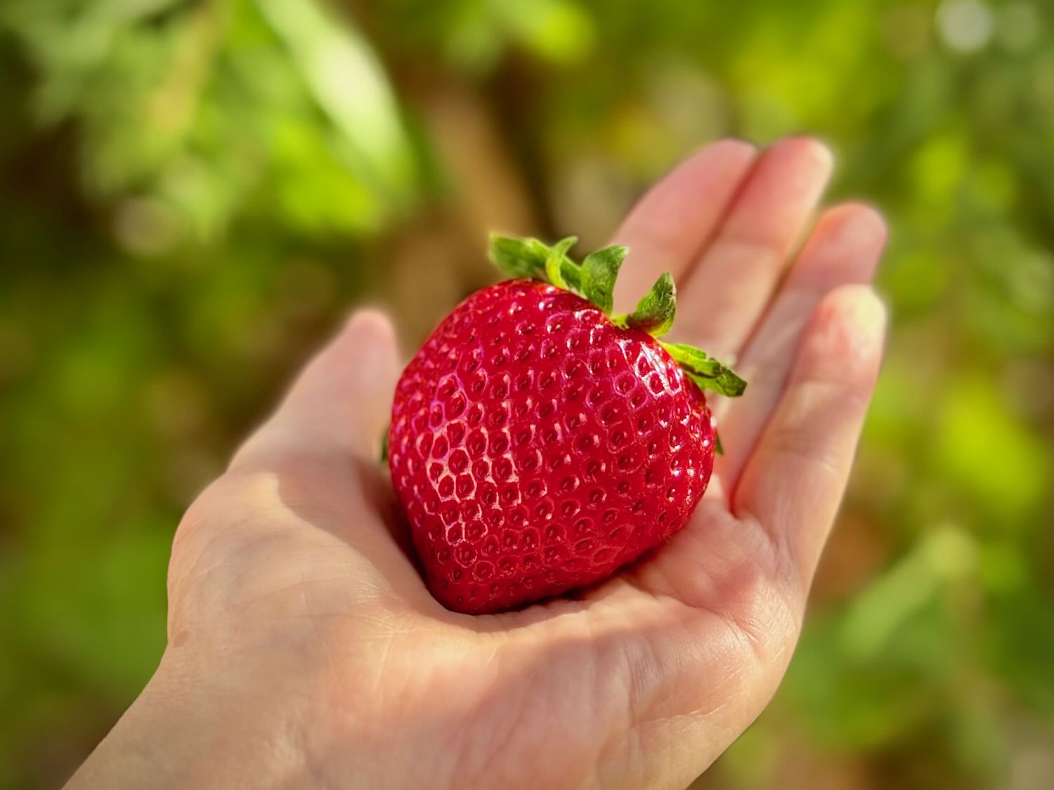 全国いちご選手権3連覇『あまりん』いちごの良さが凝縮された最注目の