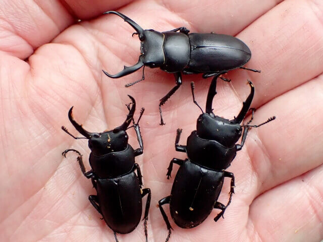 クワガタ野外採集記（昆虫採集記）2024年【No.6】今シーズン初ミヤマ