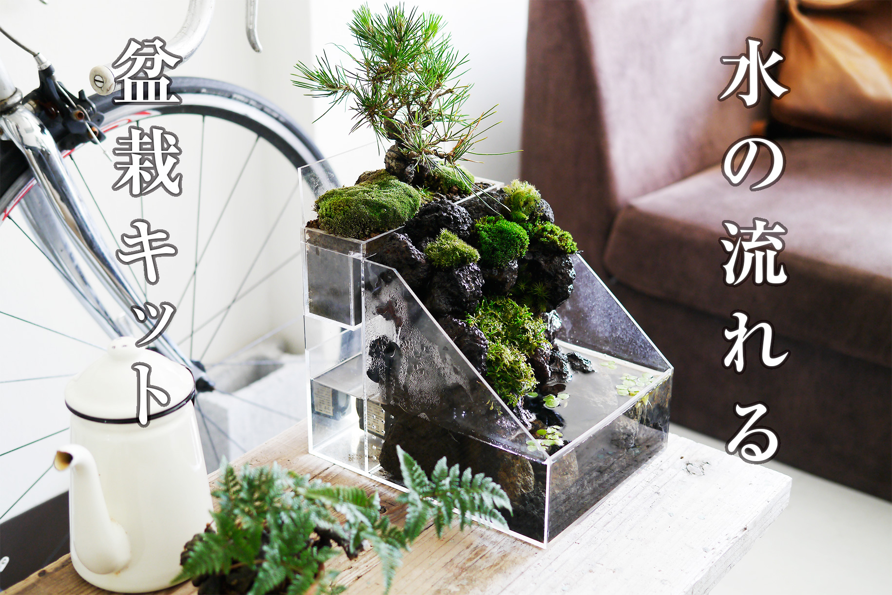 ミニ盆栽の育て方 アカシデ 赤四手 - 水の流れる盆栽キット「盆水」 bonsui