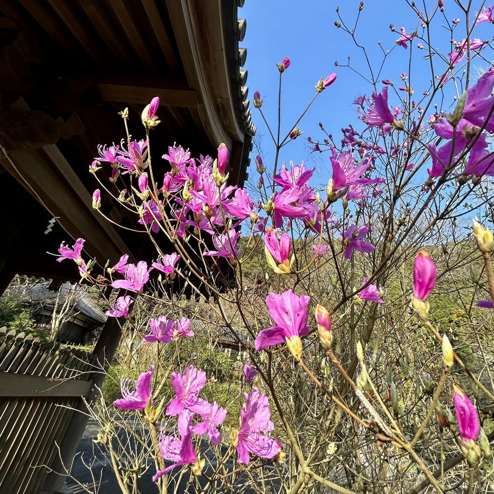 深山躑躅。花言葉 自制心。／久安寺公式サイト