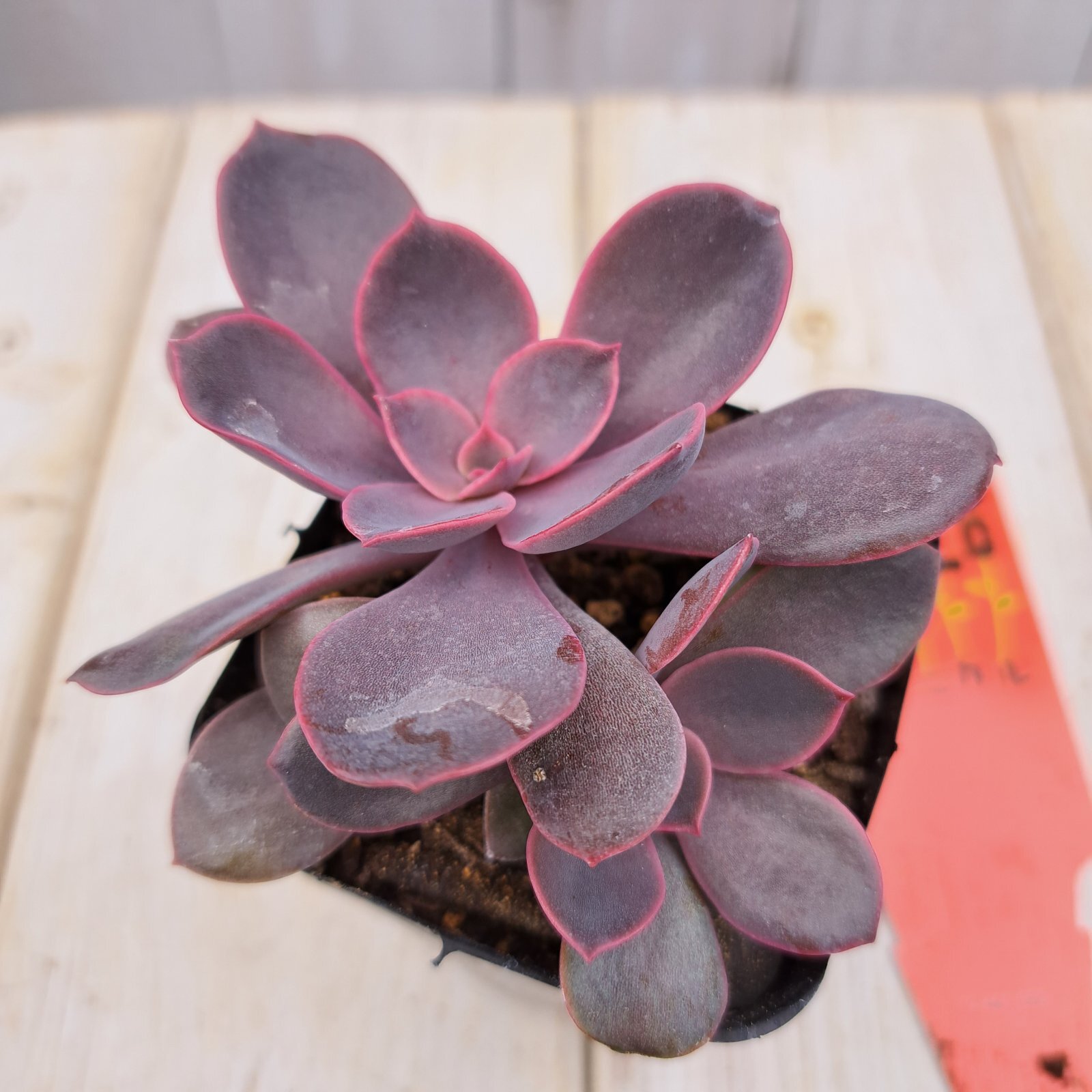 紫夢錦 美覆輪 多肉植物 エケベリア 紫夢錦 多肉植物 エケベリア 紫夢