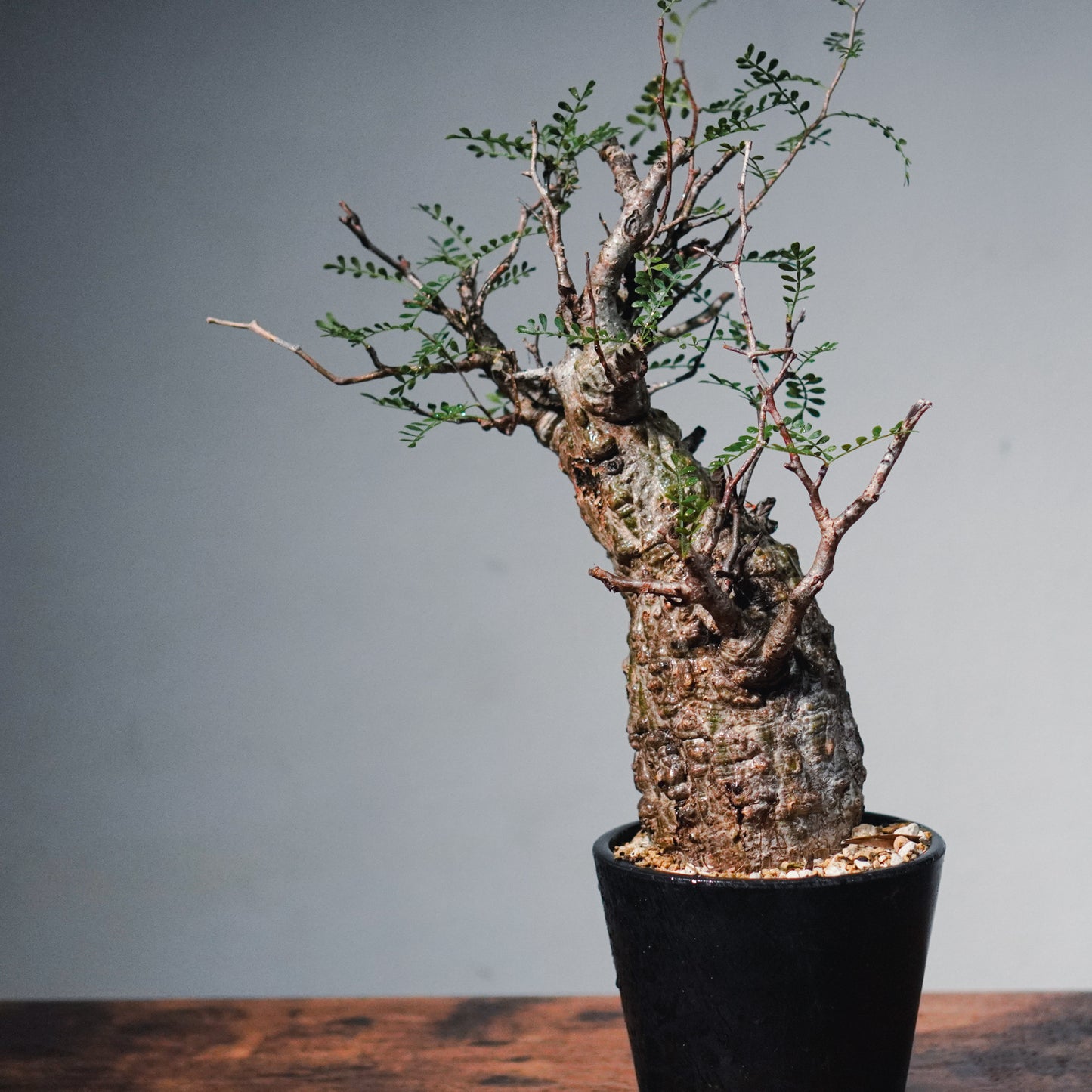 1点物】オペルクリカリア・パキプス | Operculicarya Pachypus – LAND