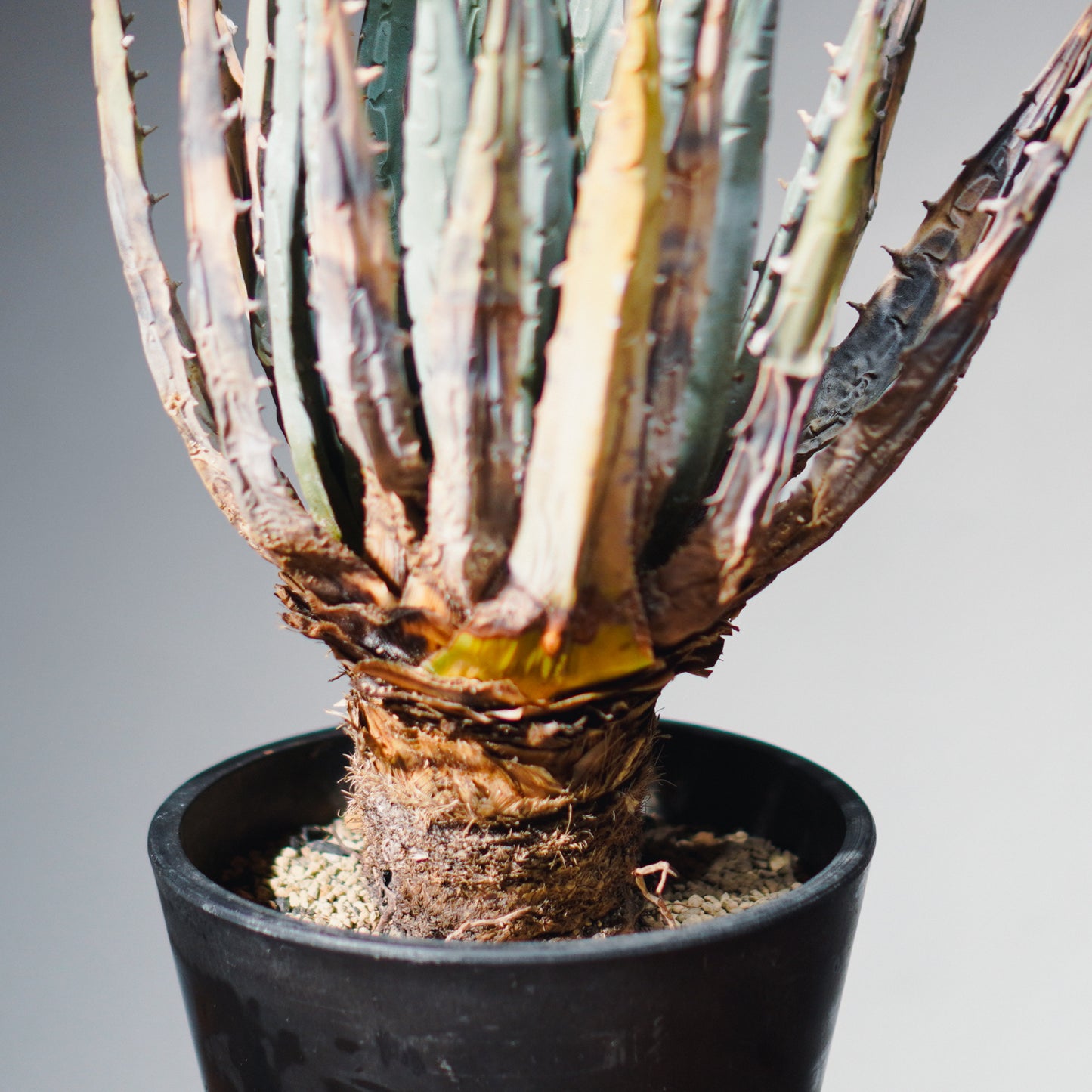 1点物】アガベ・ユタエンシス・エボリスピナ / Agave utahensis var