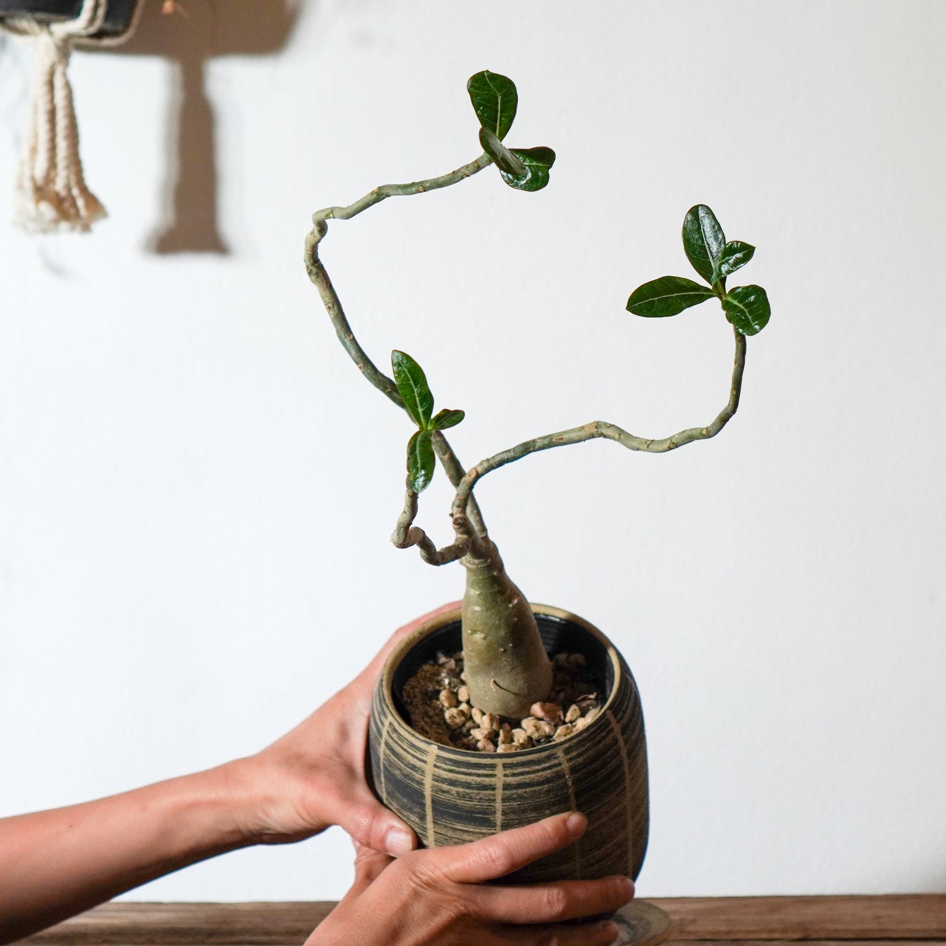 1点物】アデニウム・アラビカム | AD-03 – LAND KNOT PLANTS
