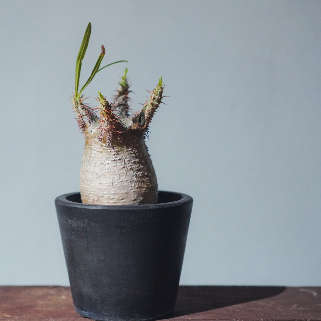 2024年7月入荷※キズあり】パキポディウム グラキリス | P-08 – LAND