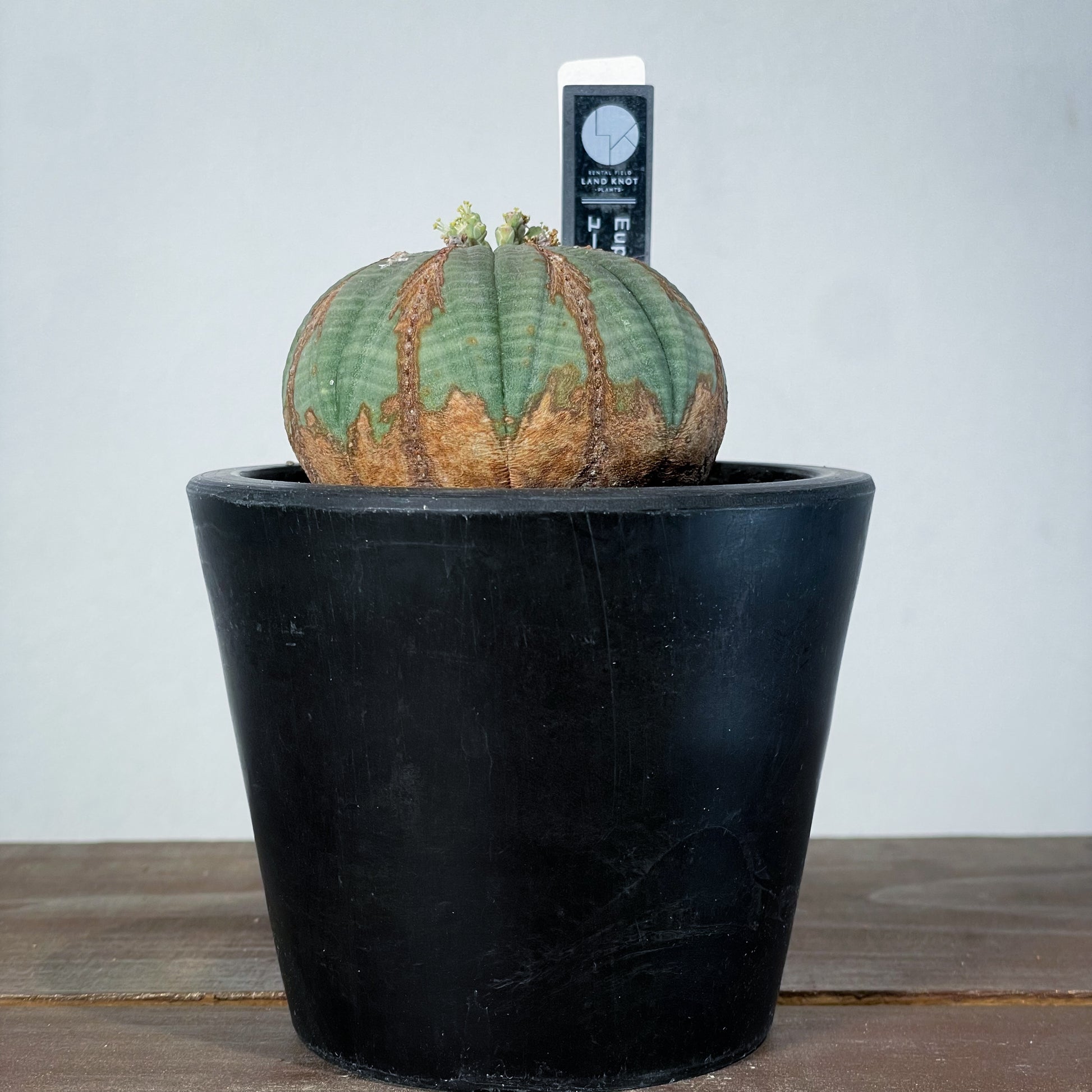 ユーフォルビア オベサ × soel 鉢 ユーフォルビア オベサ × 黒プラ鉢 A・B | CLUTCH FURNITURE