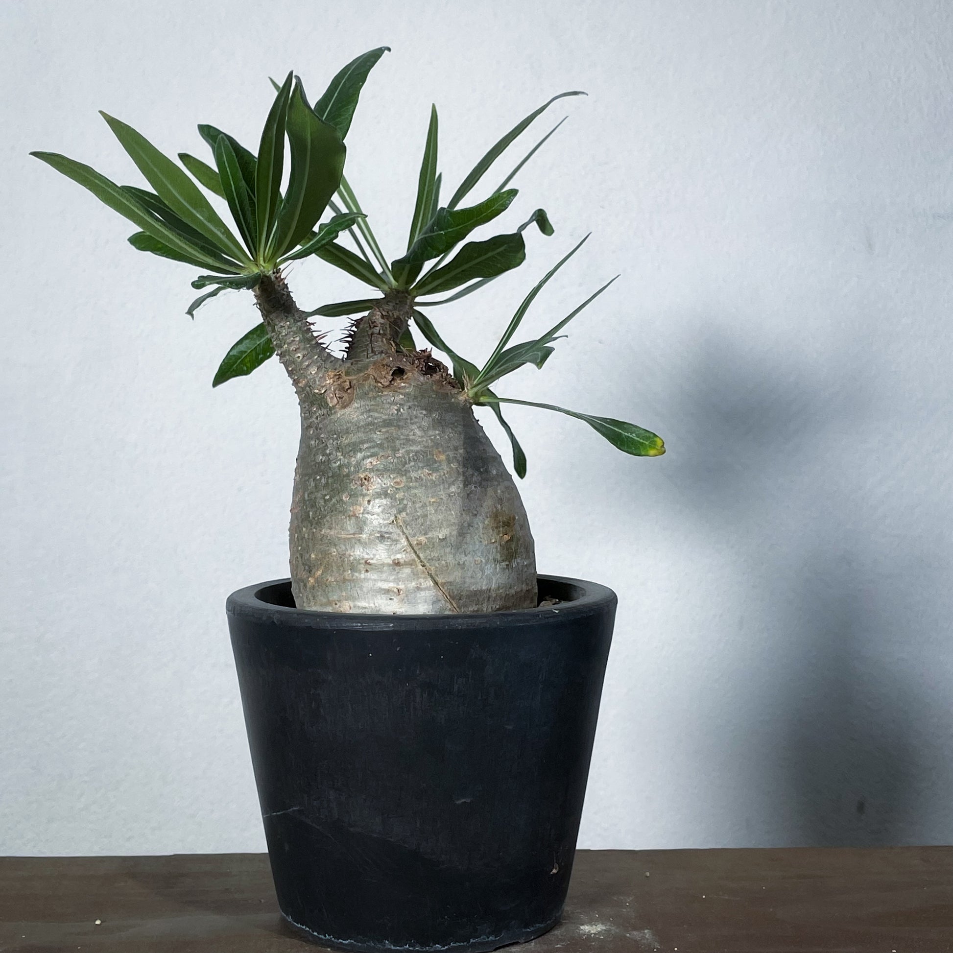 1点物】パキポディウム グラキリス | P-16 ※キズあり – LAND KNOT PLANTS