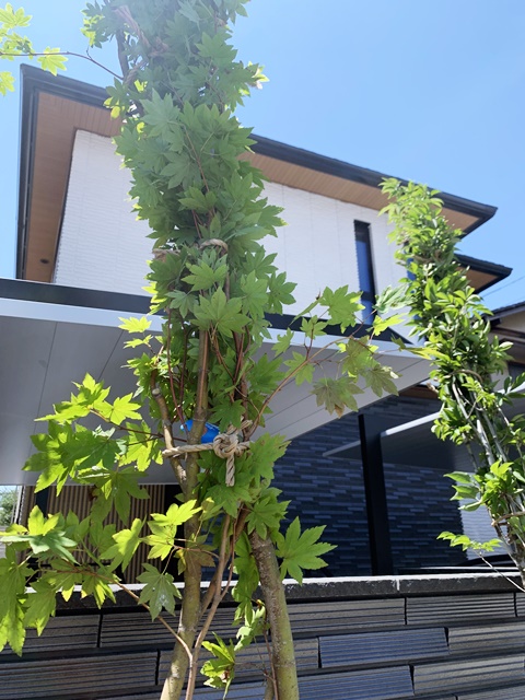 庭のタイルテラスにはコハウチワカエデ、門柱前にはアオダモを