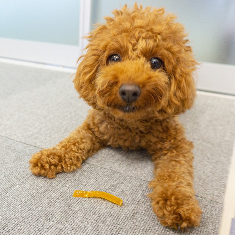 犬用】ワンちゃんのおやつ干し芋お試し3個セット（箱なし） | Lacycle