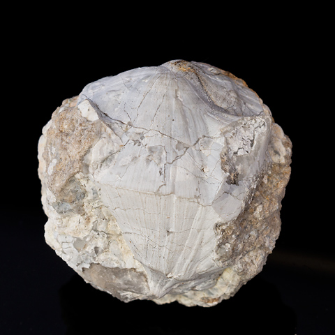 玉髄 そろばん玉石 Chalcedony 鉱物たちの庭