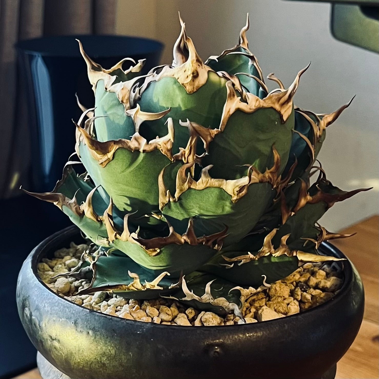 多肉植物】アガベ・チタノタ ”シーザー”とは？特徴、水やりやおすすめ