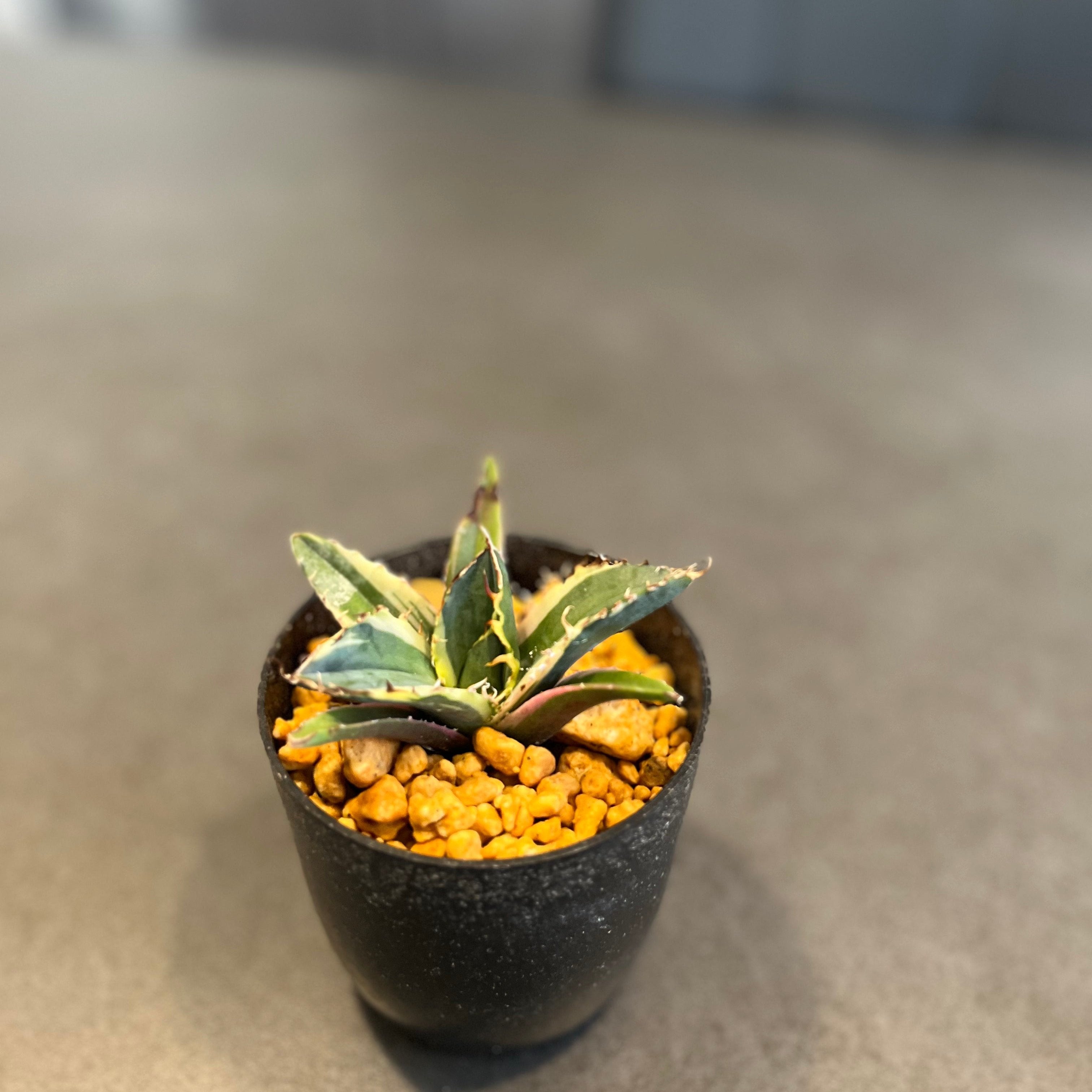 アガベ チタノタ 白鯨錦 覆輪斑 Agave Titanota 発根済み 鉢付き