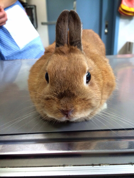 うさぎのラビちゃんのご紹介 Lavi 岩本羅美オフィシャルウェブサイト