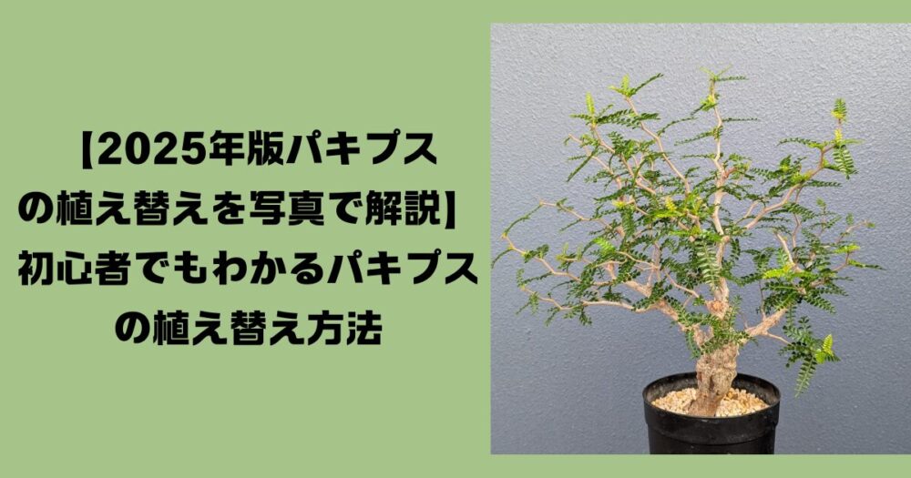 2025年版オペルクリカリア・パキプスの植え替え手順を写真で解説