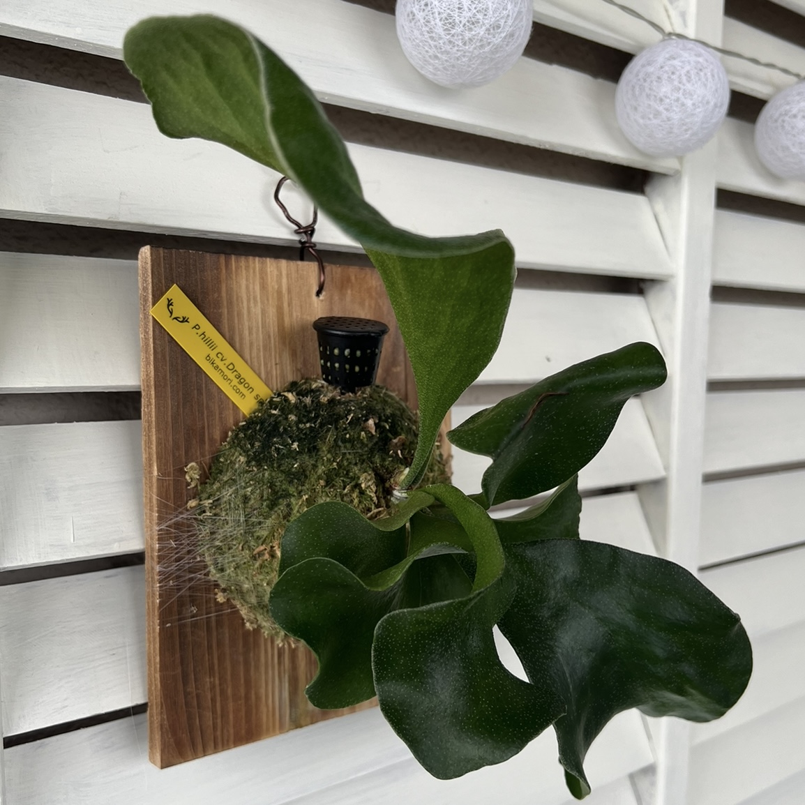 ビカクシダ・ヒリー・ドラゴン Platycerium hillii cv.Dragon 成長記録