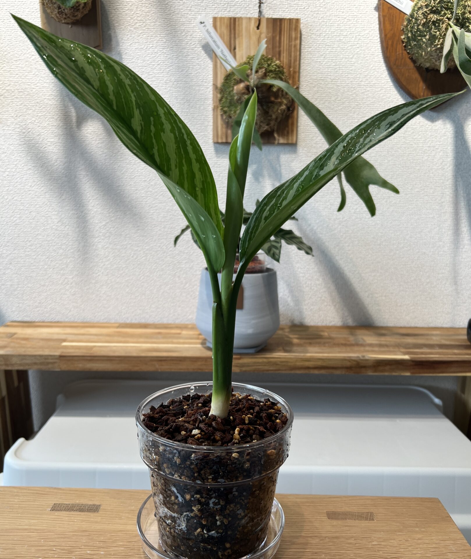 アグラオネマ・ニティドゥム 'カーティシー' 成長記録・育て方