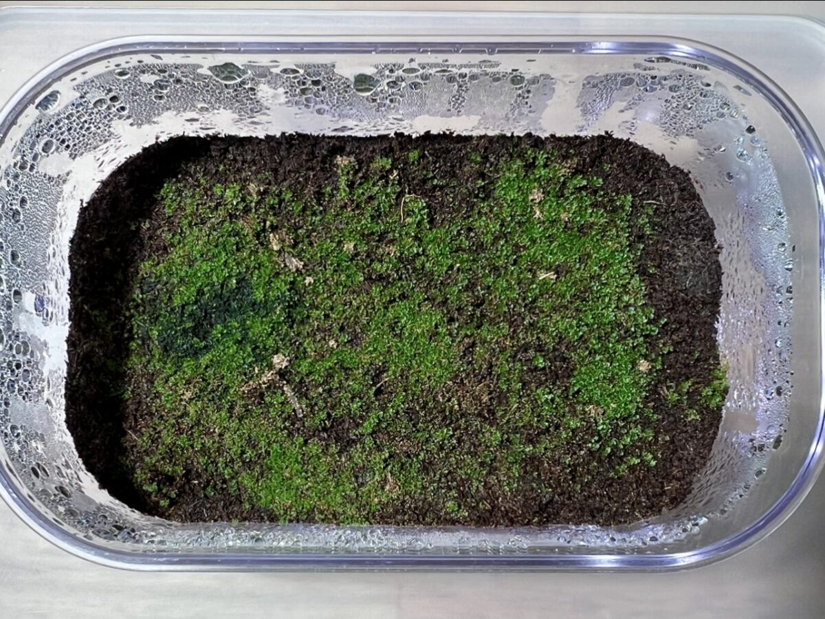 2024年版】ビカクシダ・セーラームーン(P.Sailor Moon)の胞子培養