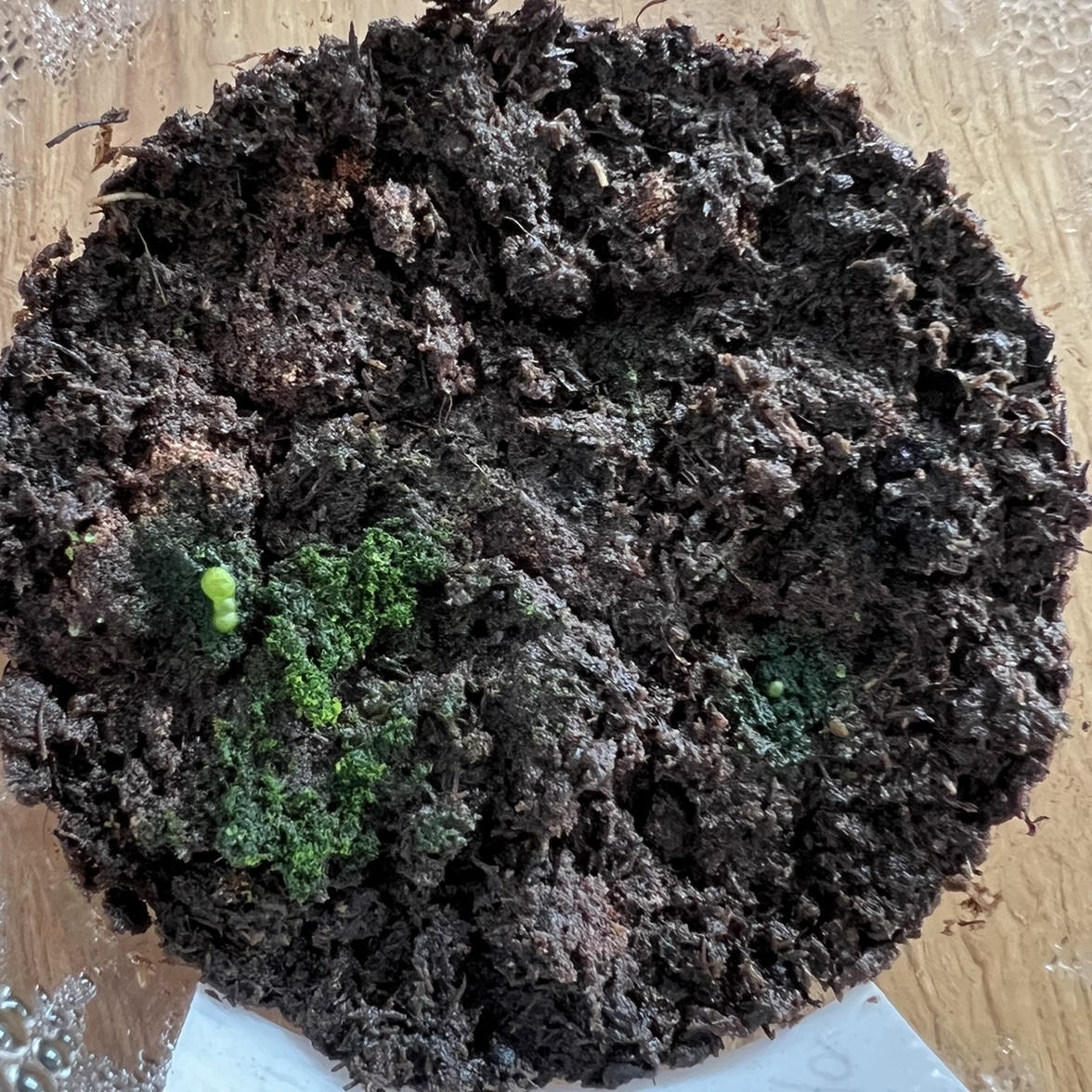 2024年版】ビカクシダ・フーンシキ(P. Foong Siqi)の胞子培養