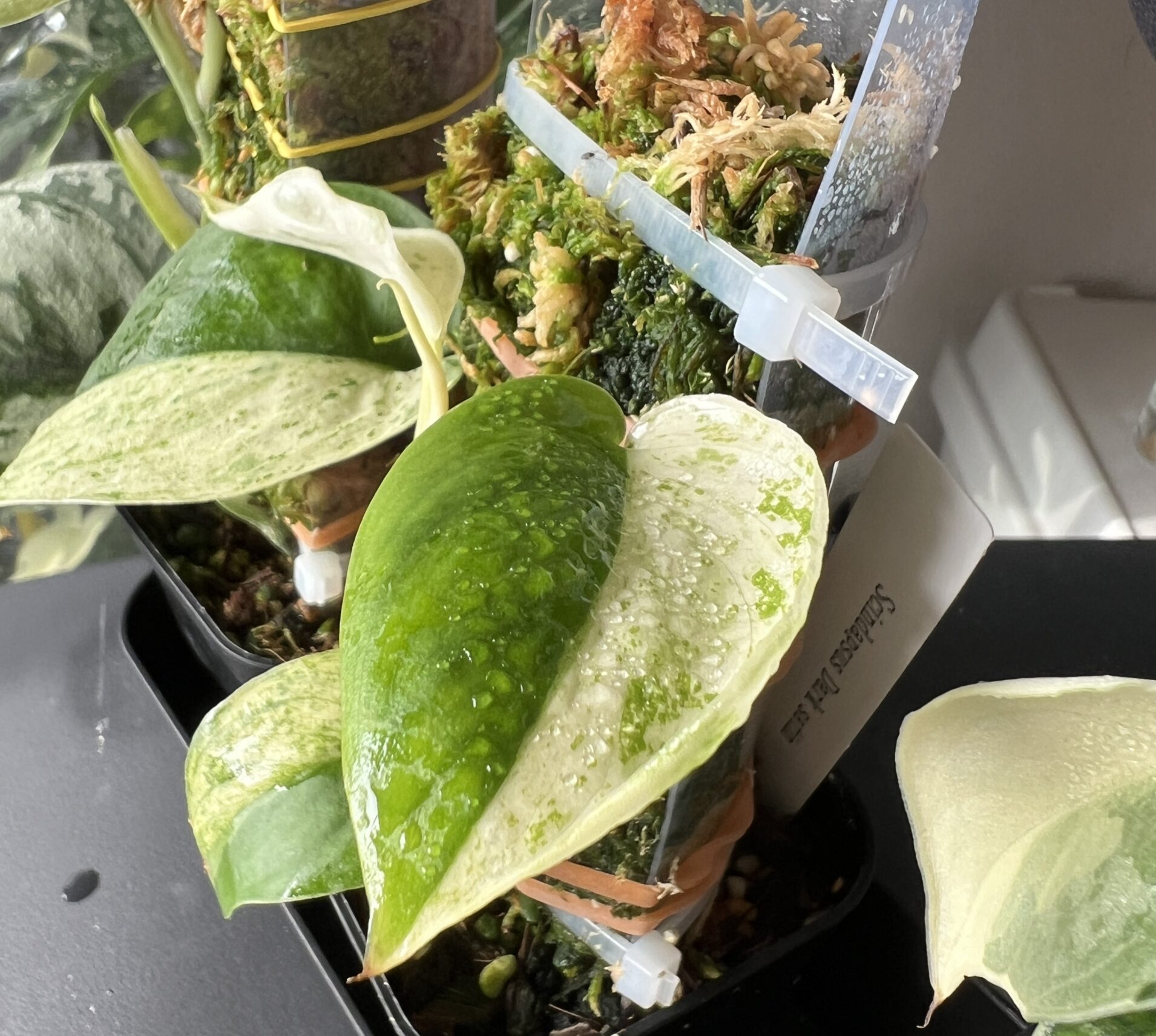 スキンダプタス・ダークサテン・マーブル・バリエガータ成長記録・育て