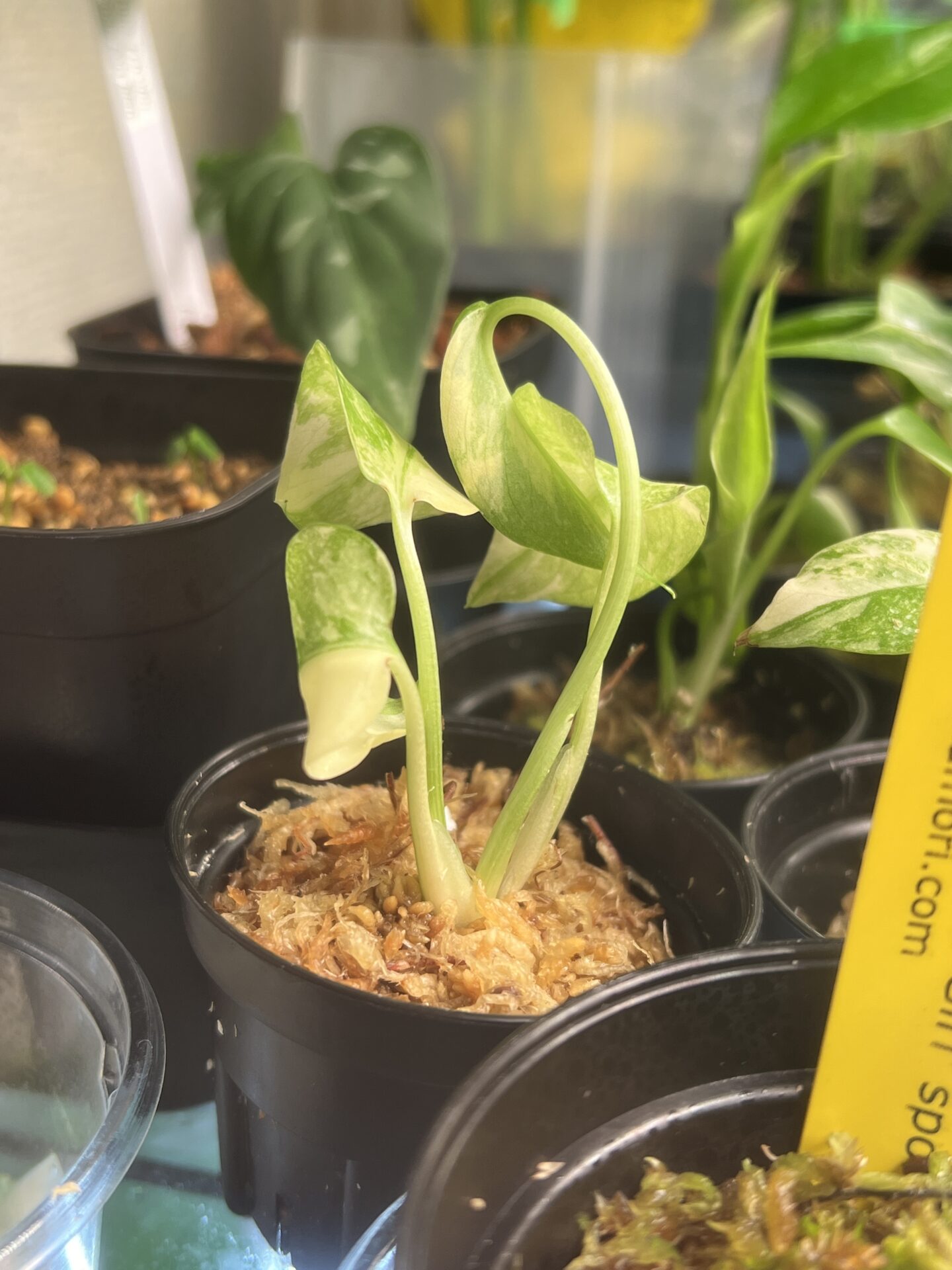 モンステラ・デリシオーサ・イエローモンスター(タイコンステ