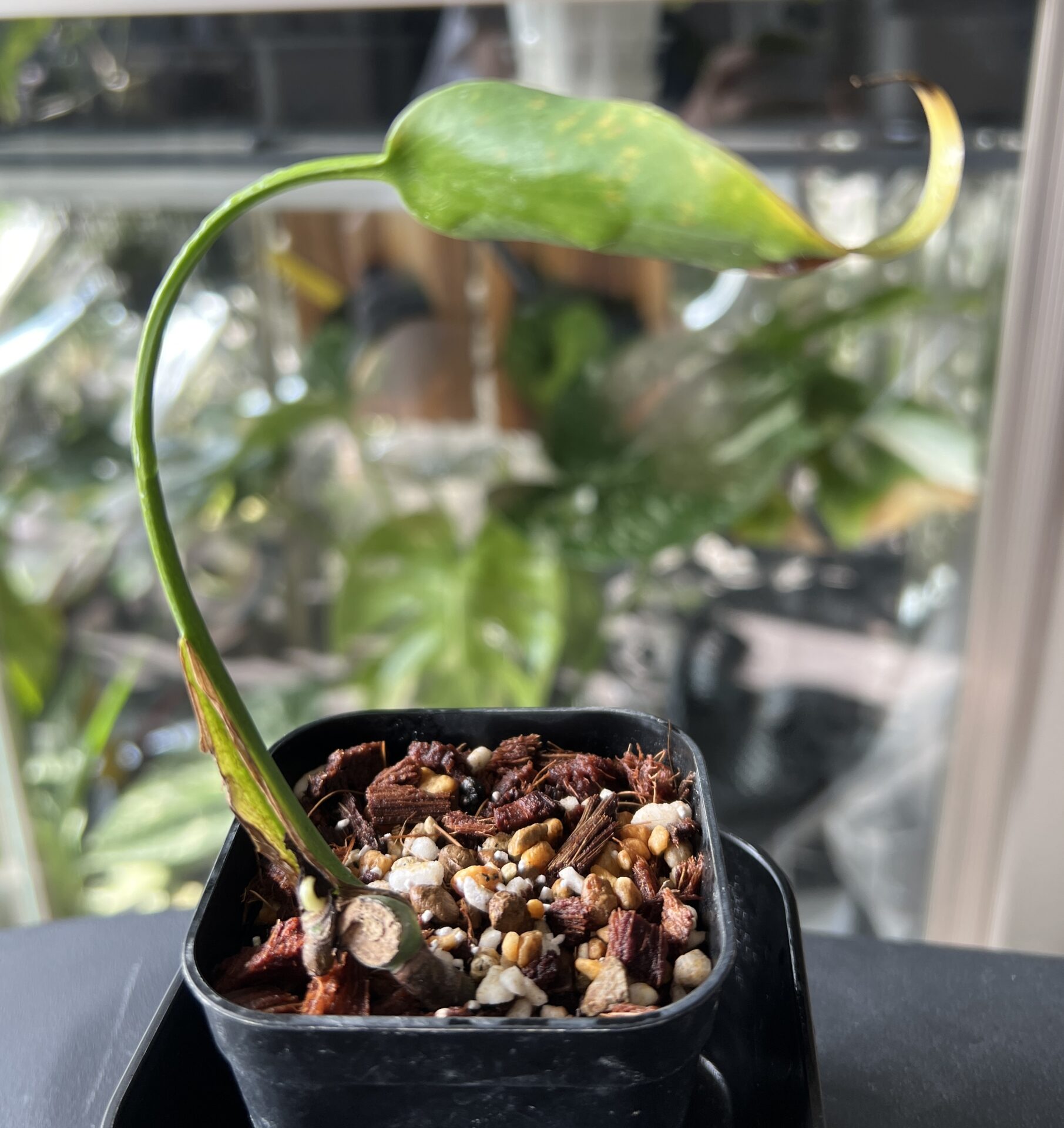 モンステラ・バールマルクスフレイム （ディラセラータ) 2成長記録