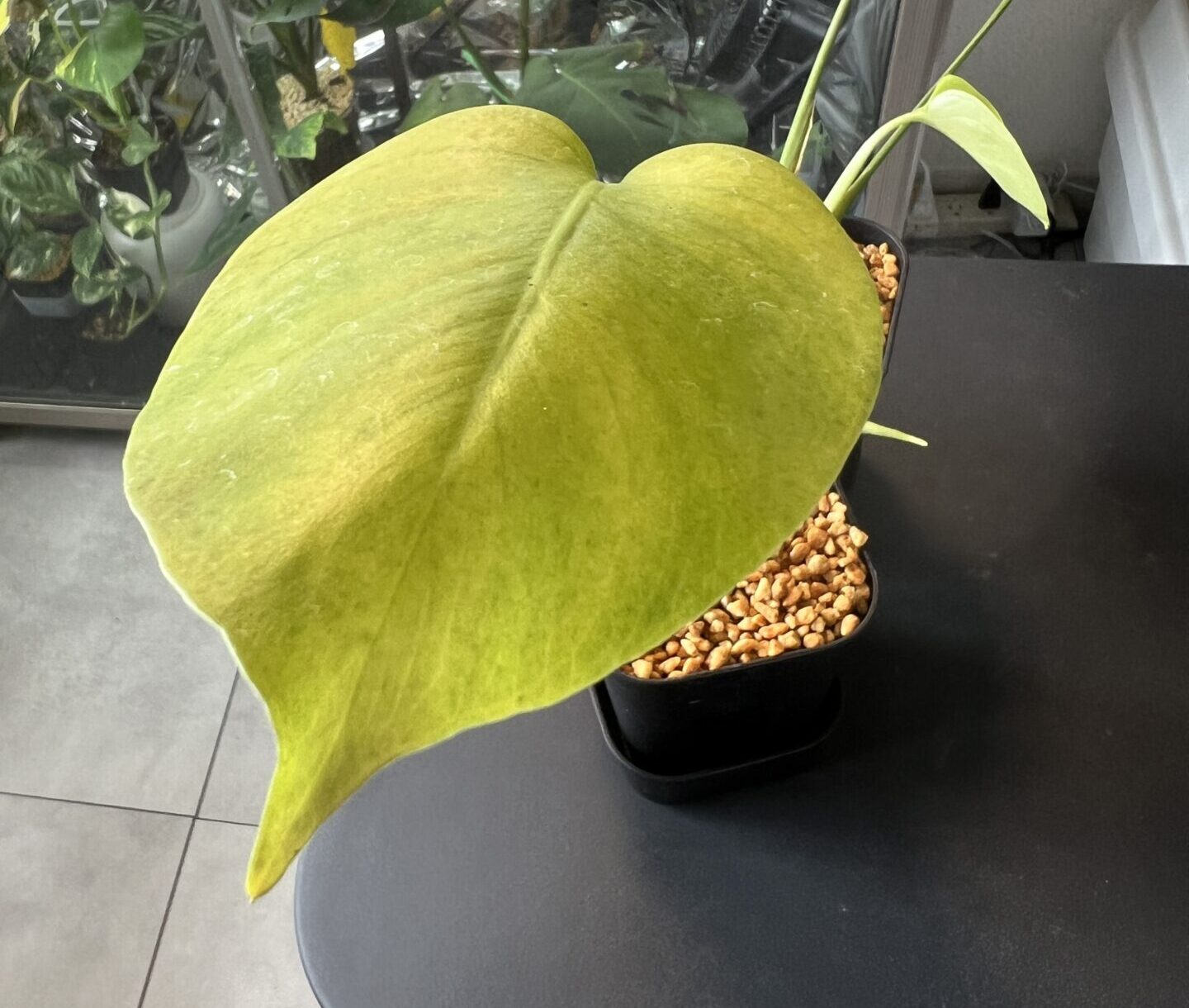 モンステラ・デリシオーサ 'オーレア？' 成長記録・育て方 | シロウト園芸