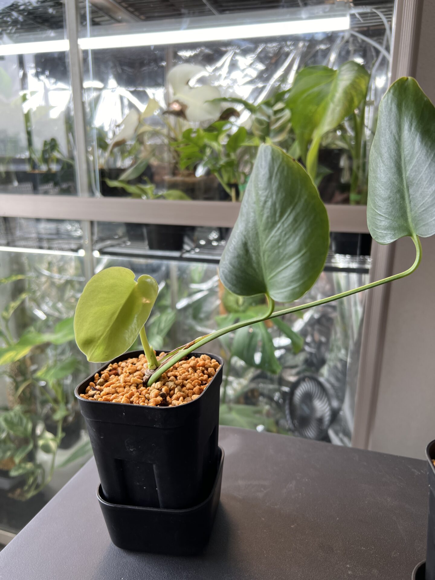 モンステラ・デリシオーサ 'グリーンオングリーン' 成長記録・育て方